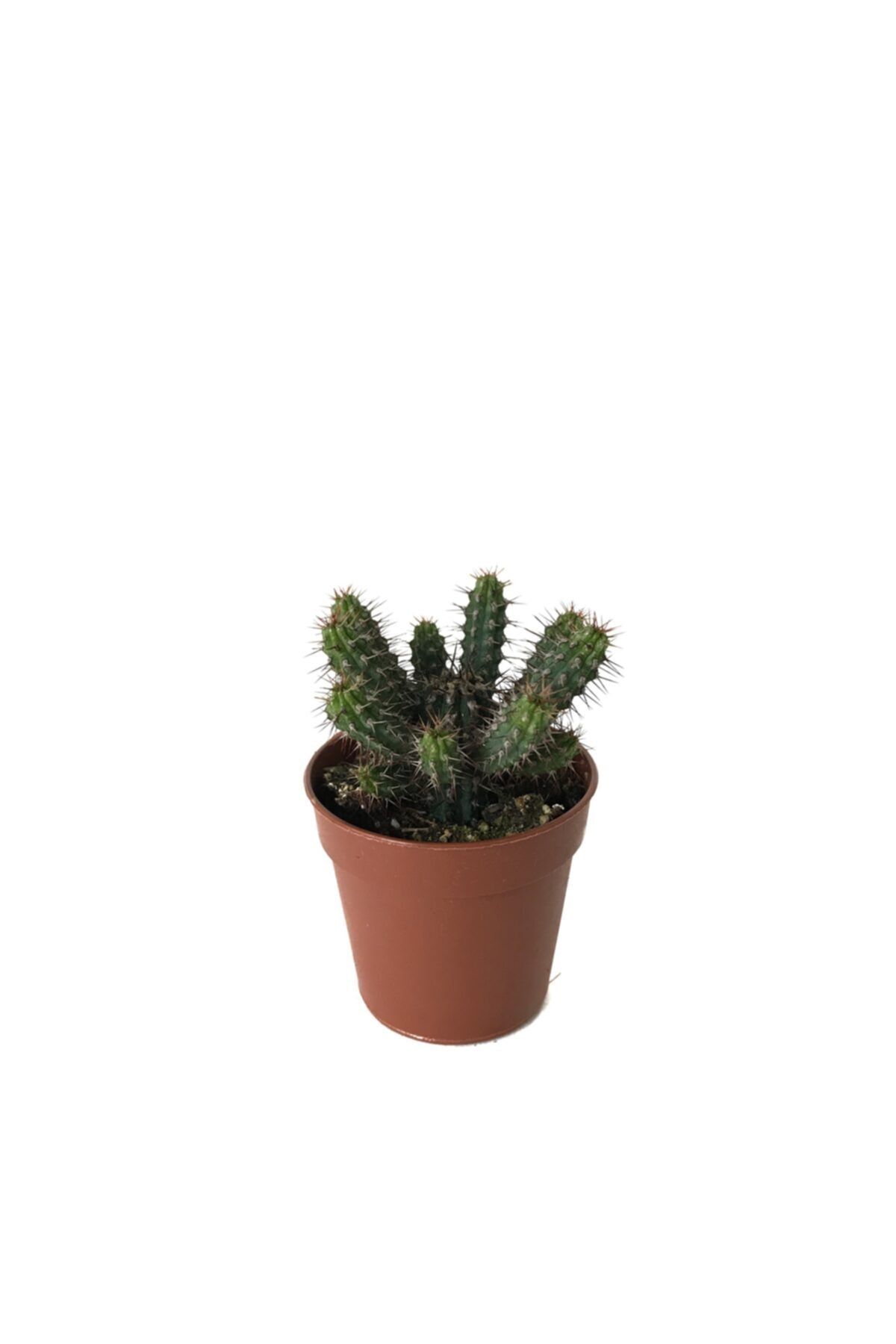 Betonish Euphorbia Baioensis Kaktüs