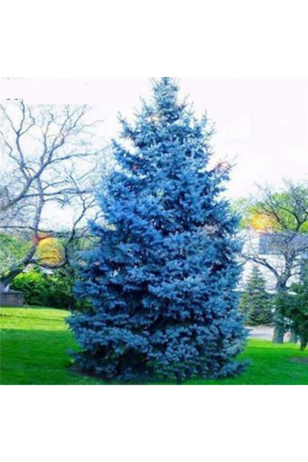 Serdar Çam Tohumculuk Ithal Nadir Alman Mavi Okaliptüs Ağacı Tohumu Ekim Seti 5 Tohum Saksı Toprak Kombin