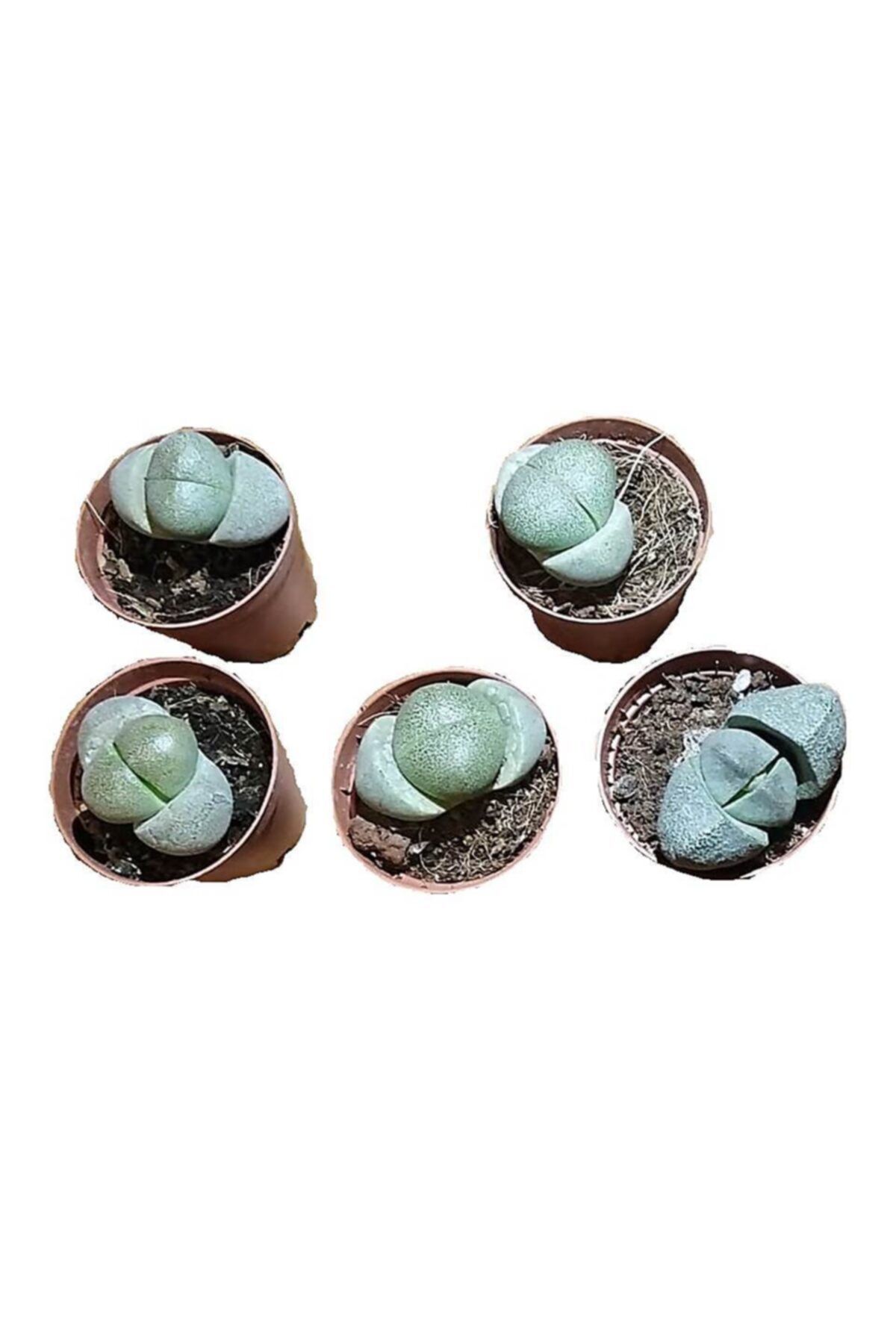 Plato Lithops Taş Kaktüs