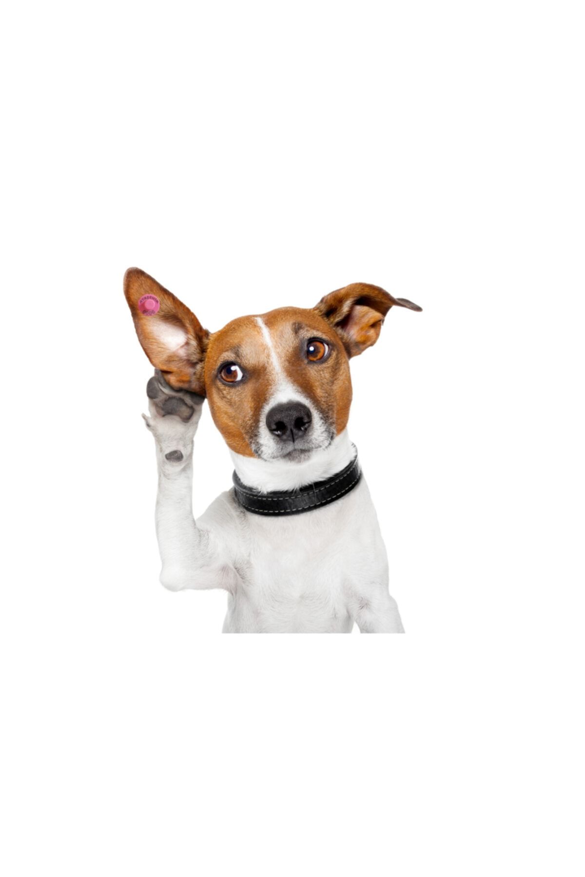 Farmena Köpek Kulak Küpesi Yuvarlak Model