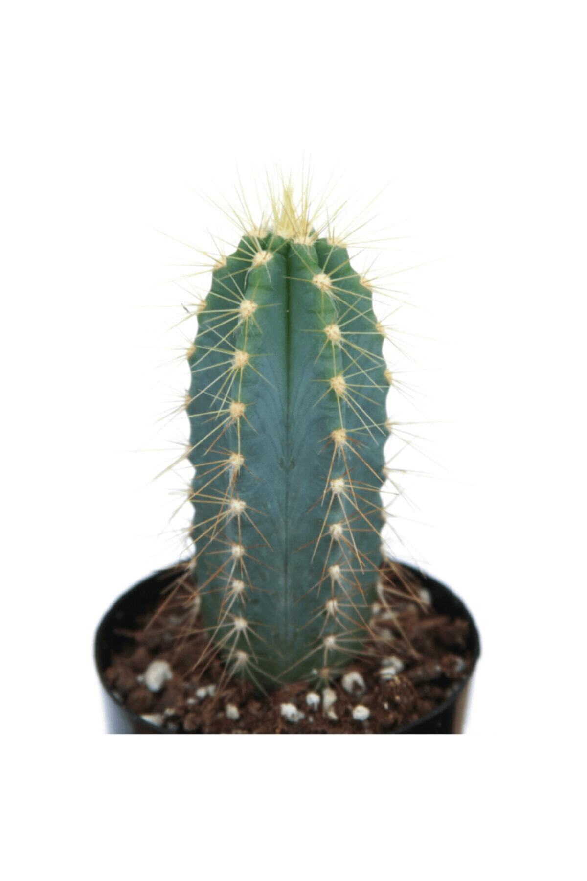 LEVANT Pilosocereus Azareus Blue Kaktüs