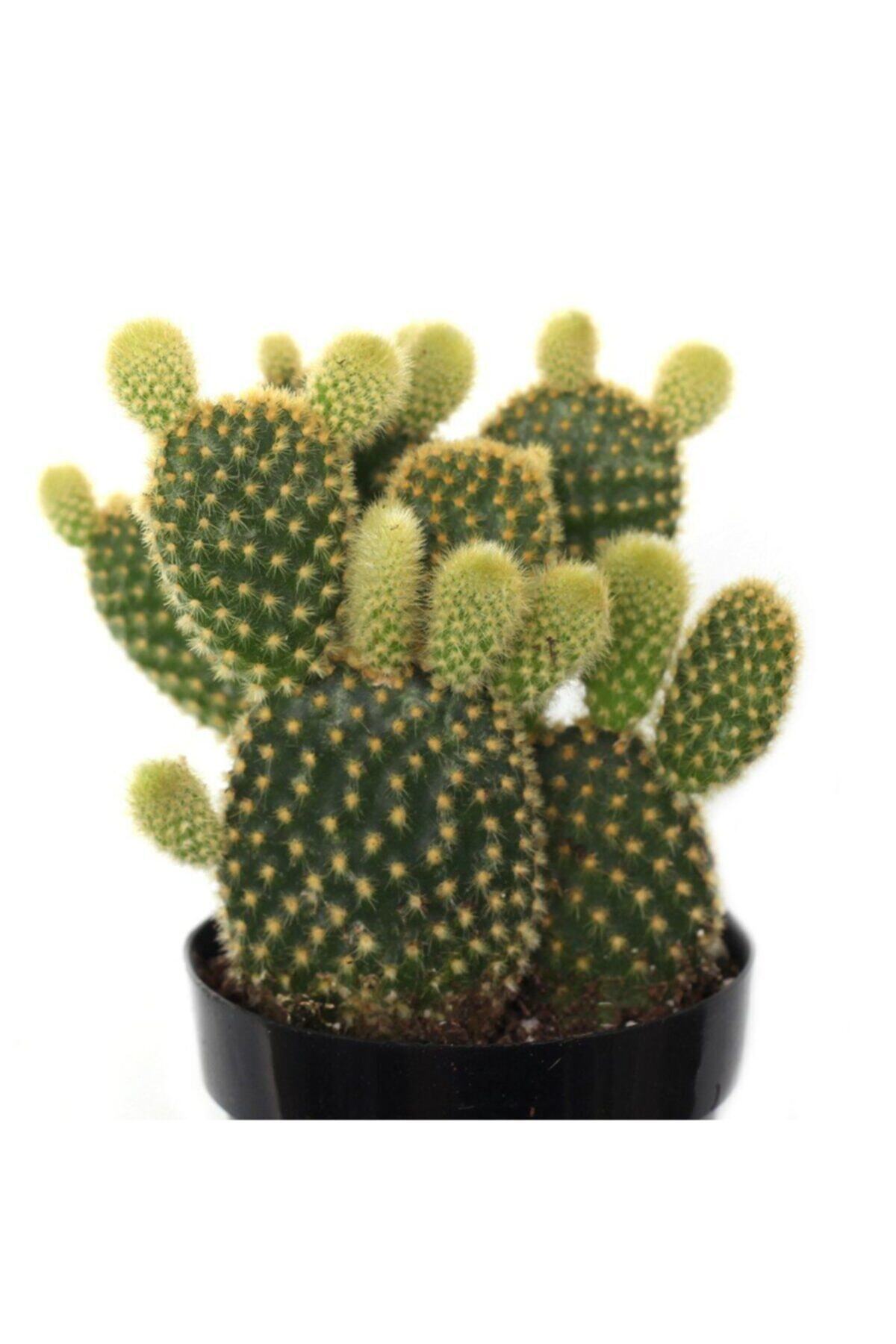LEVANT Opuntia Microdasys Bunny Ears Kaktüs