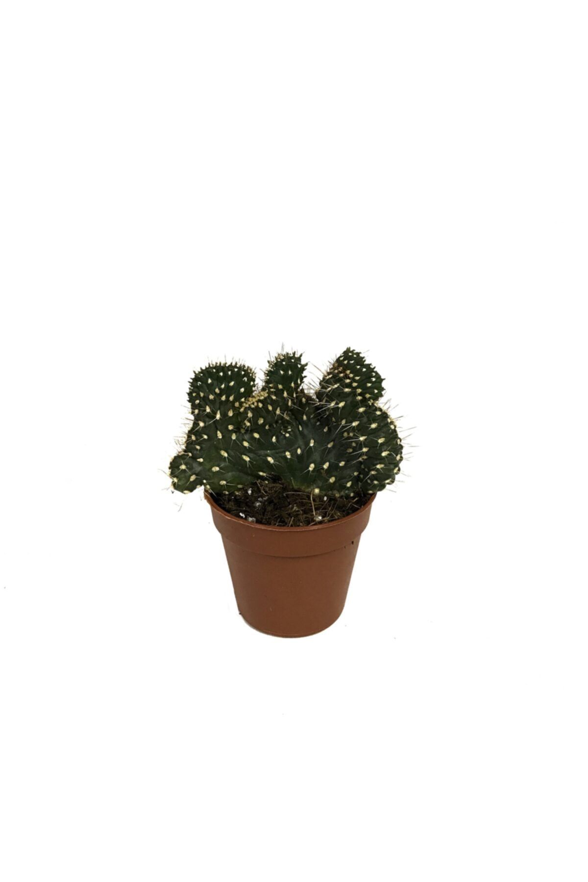 Betonish Opuntia Fulgida 'cristata' - Kaktüs