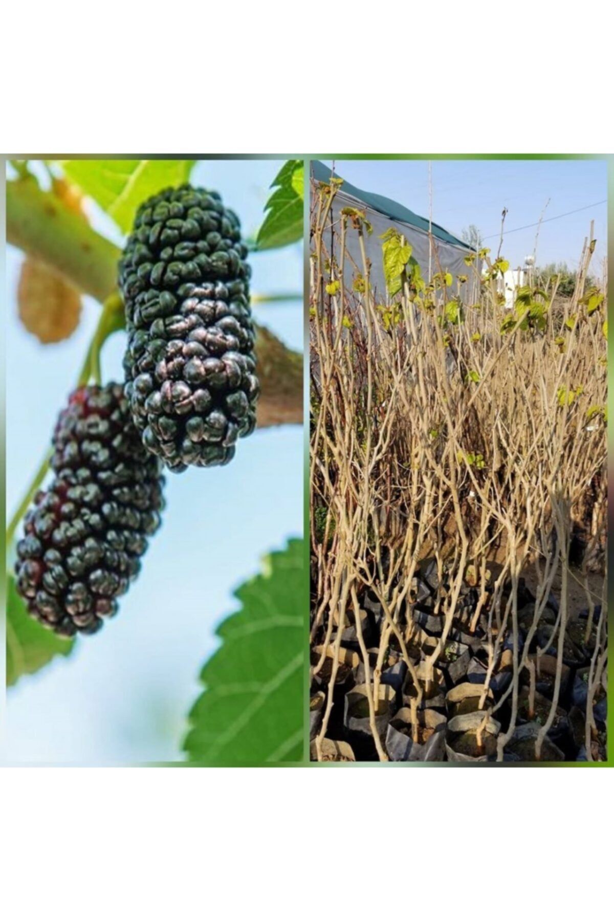 berke fidancilik dut fidani avustralya yediveren 100 cm 3 yas torbali fiyati yorumlari trendyol