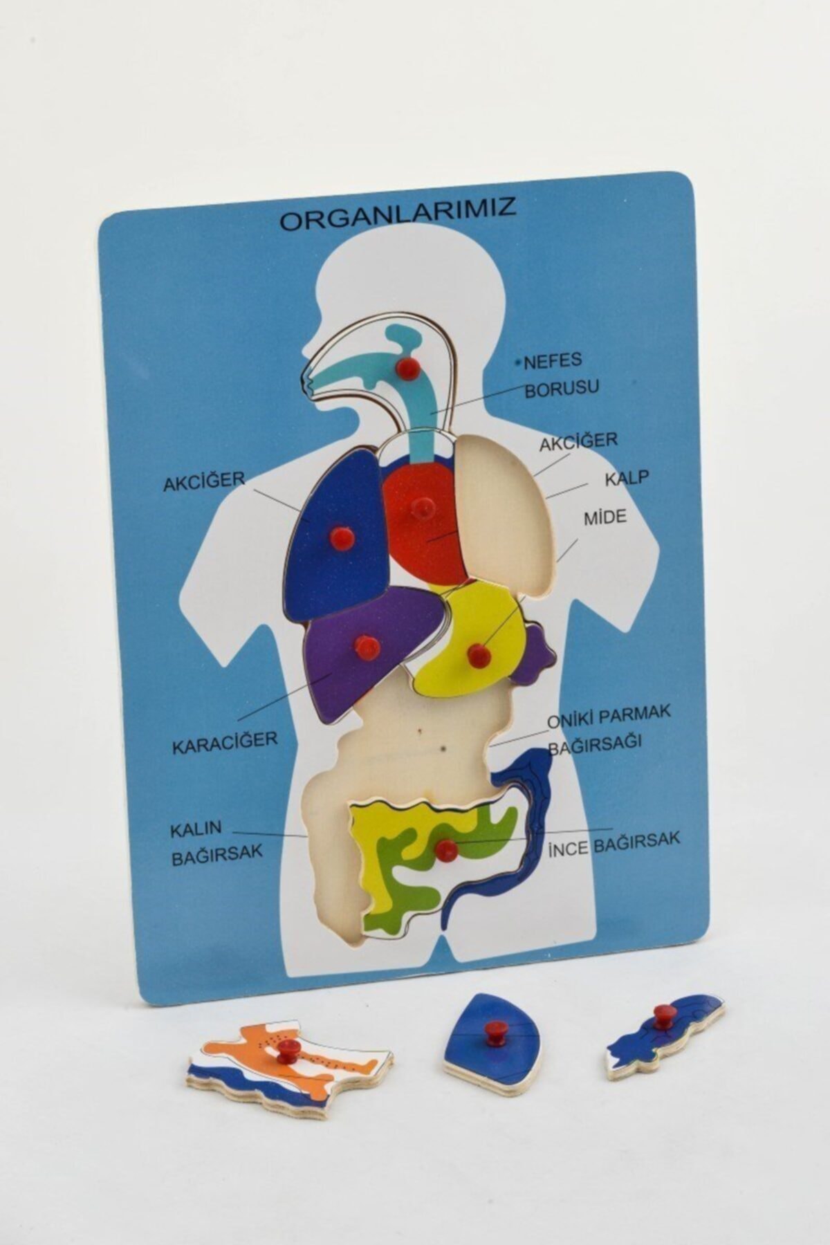Hormiga Ahşap Organlarımız Puzzle Yapboz Bul Tak Eğitici Ve Öğretici Oyuncak