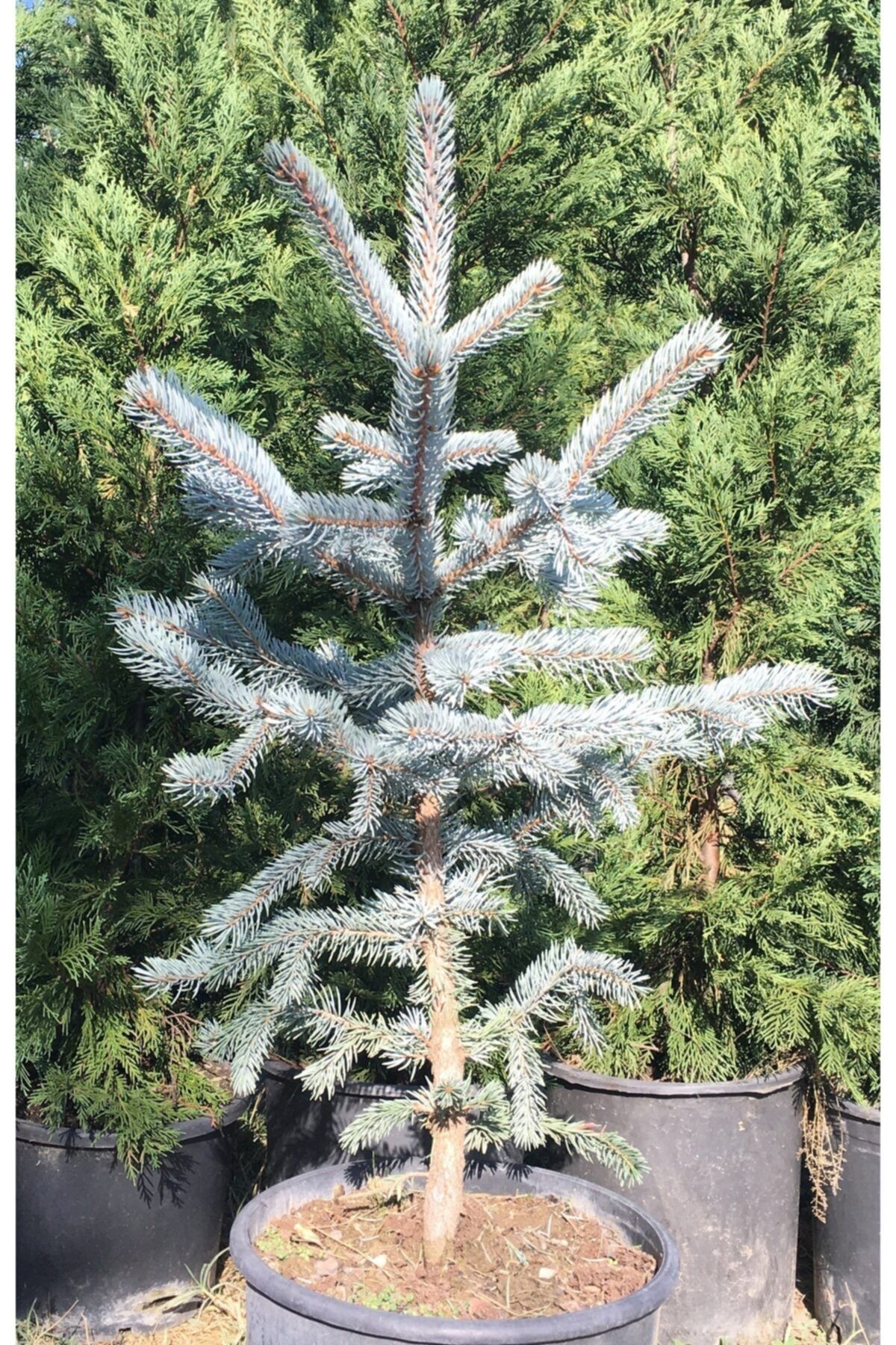 İnci Fidanlığı Aşılı Mavi Ladin (80-100 CM) (PİCEA PUNGENS GLAUCA \