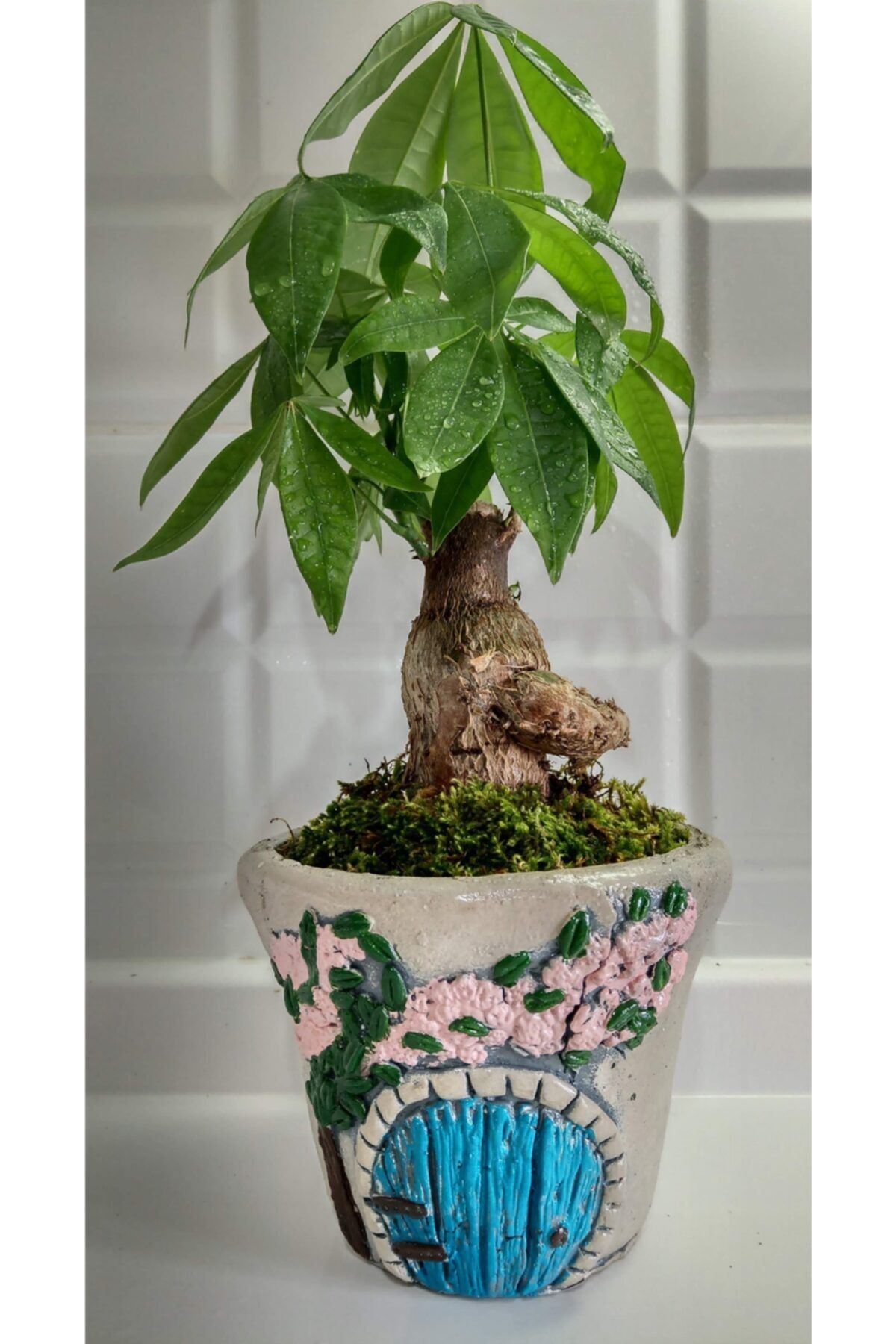 EYLÜL SUKULENT Hobit Model Saksıda Canlı Baston Pachira Bonsai