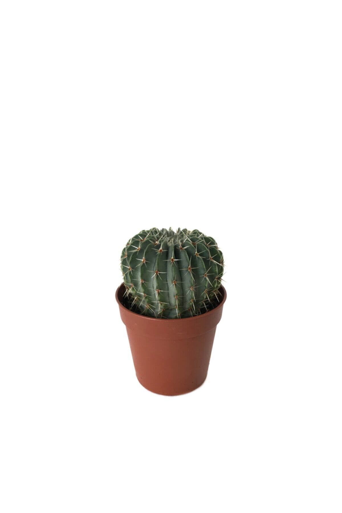 Betonish Buiningii Parodia  Kaktüs
