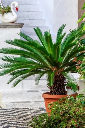 Cycas Palmiye Ağacı Tohumu / 5 Adet Tohum Image 0