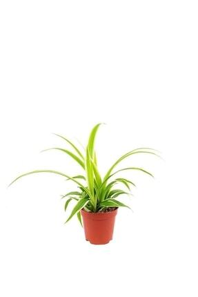 Mini Boy Kurdela Çiçeği 5,5 Cm Saksıda Image 0