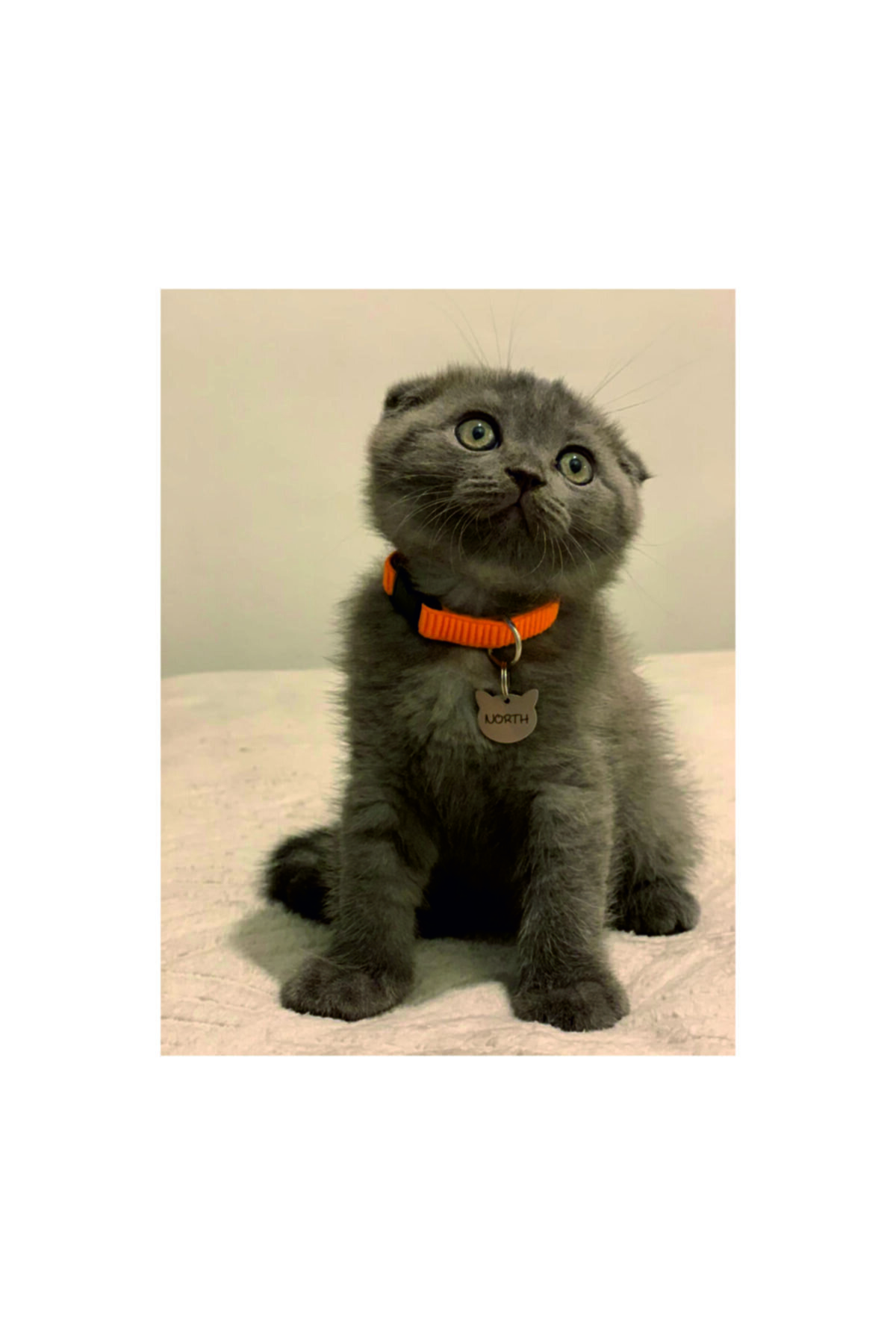 1cici1bici Krom Kedi Isimlik Künye Aksesuar