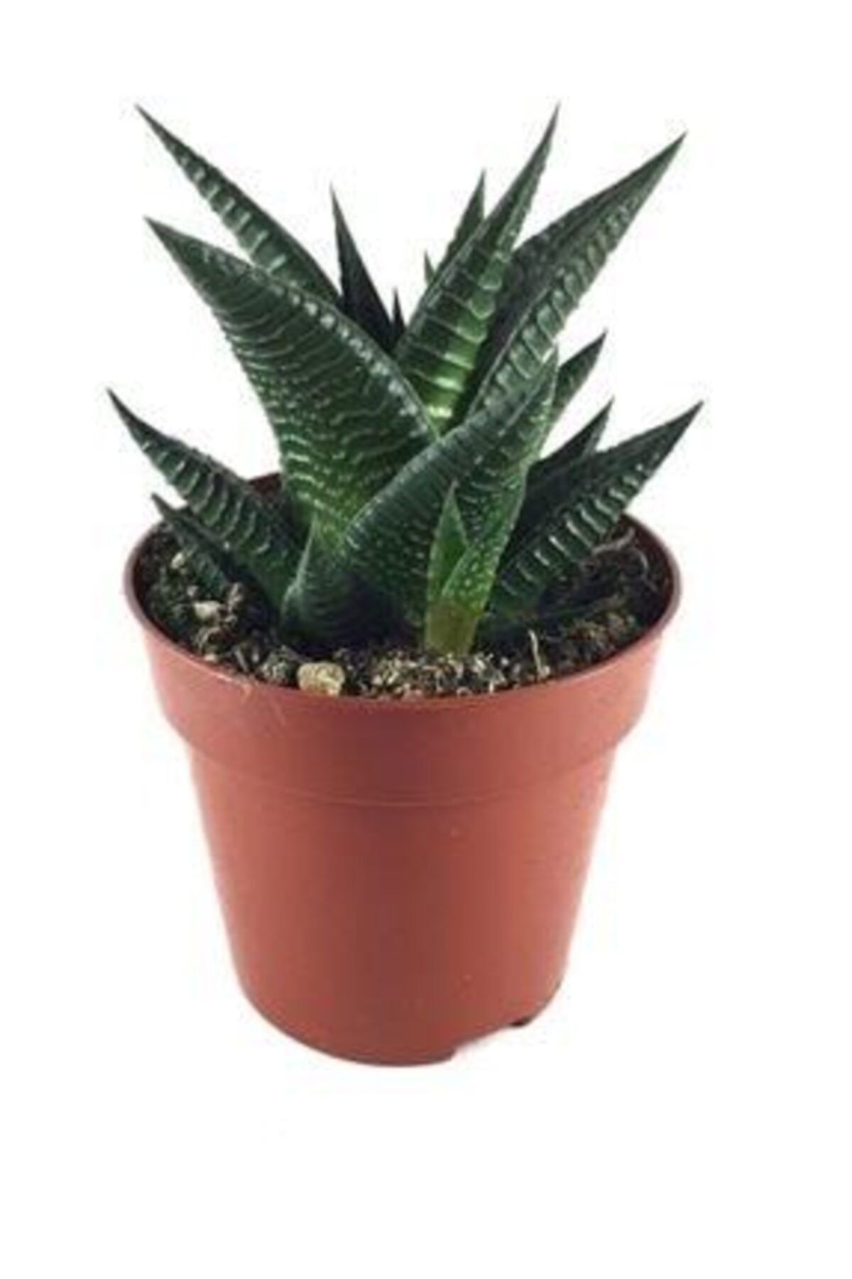 SalonBitkileri Howartia 5.5 Cm Saksı