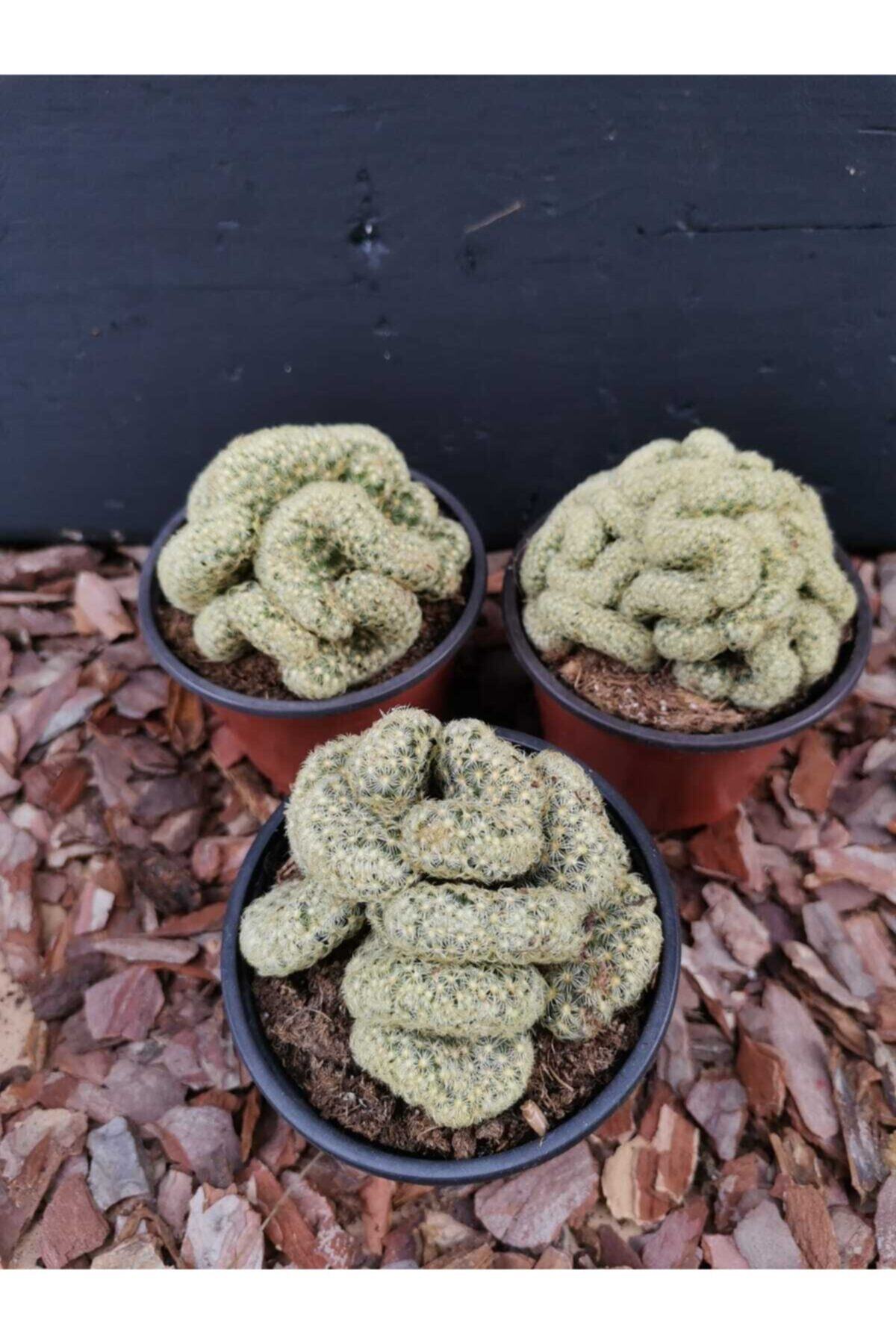 toprak Mammillaria Elongata Cristata Kaktüs 9 Luk Saksıda Beyin Kaktüs