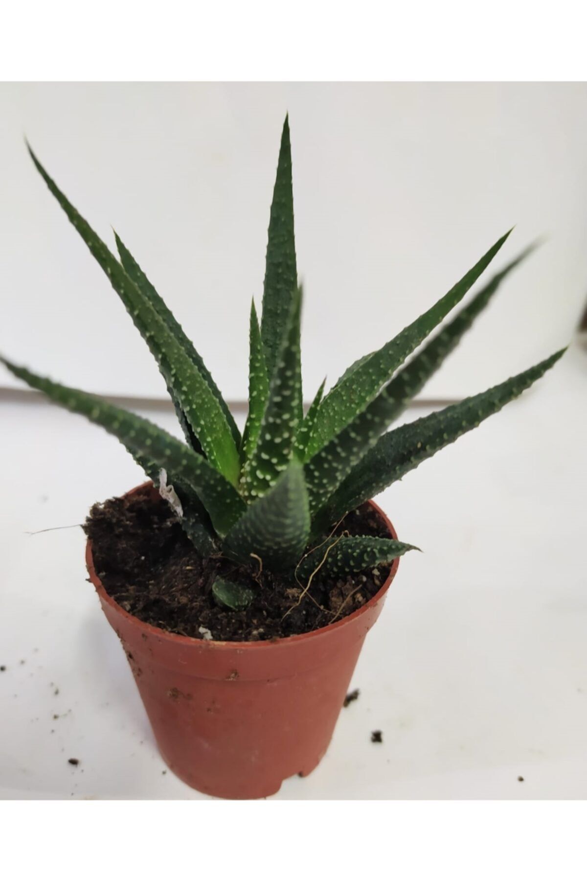 Gençalp Ucuzluk Pazarı Sukulent Haworthia