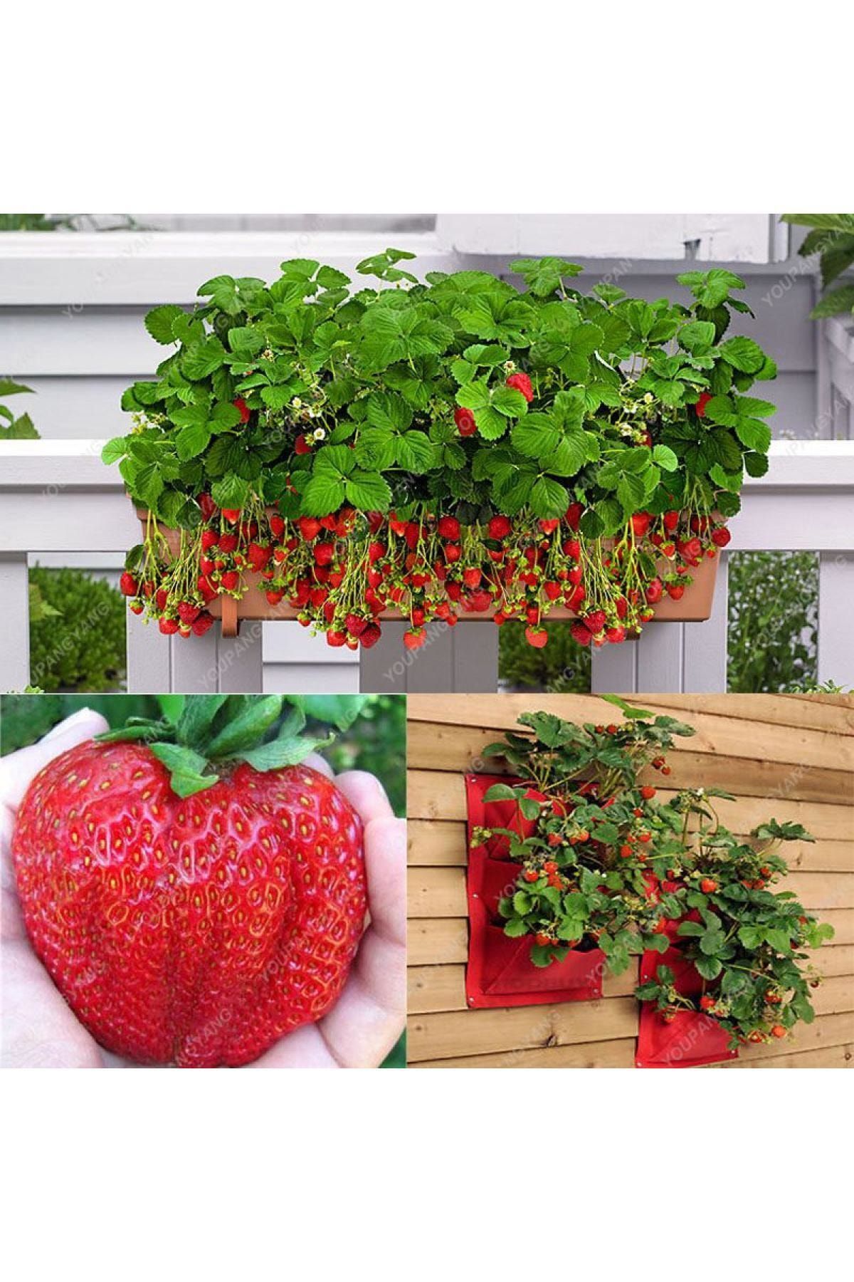 çilekdiyarii 10 Adet Fern Çilek Fidesi Taze Söküm Ve Frigo Açık Kök Garantili