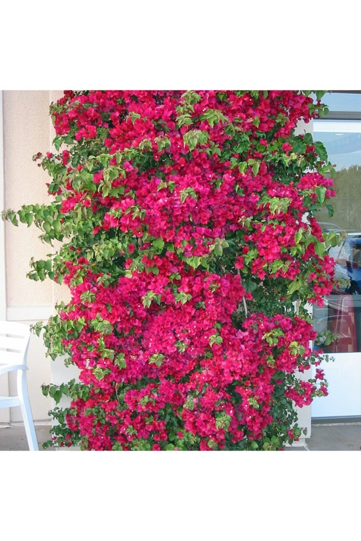 TURKİYE FİDAN Kırmızı Begonvil Yavru 50 - 70 Cm