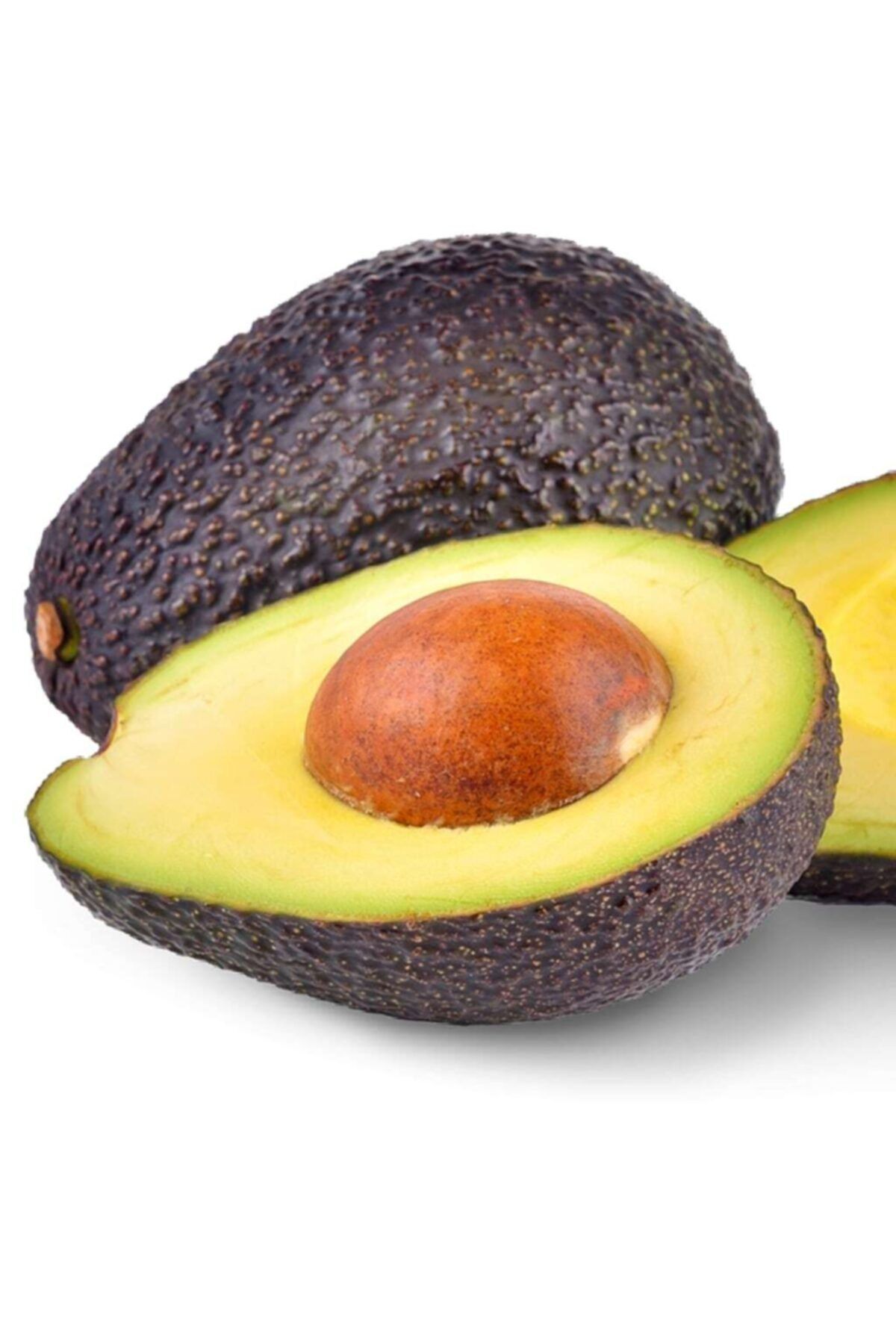FİTAŞ FİDANCILIK Tüplü Aşılı Hass Black Avokado Fidanı