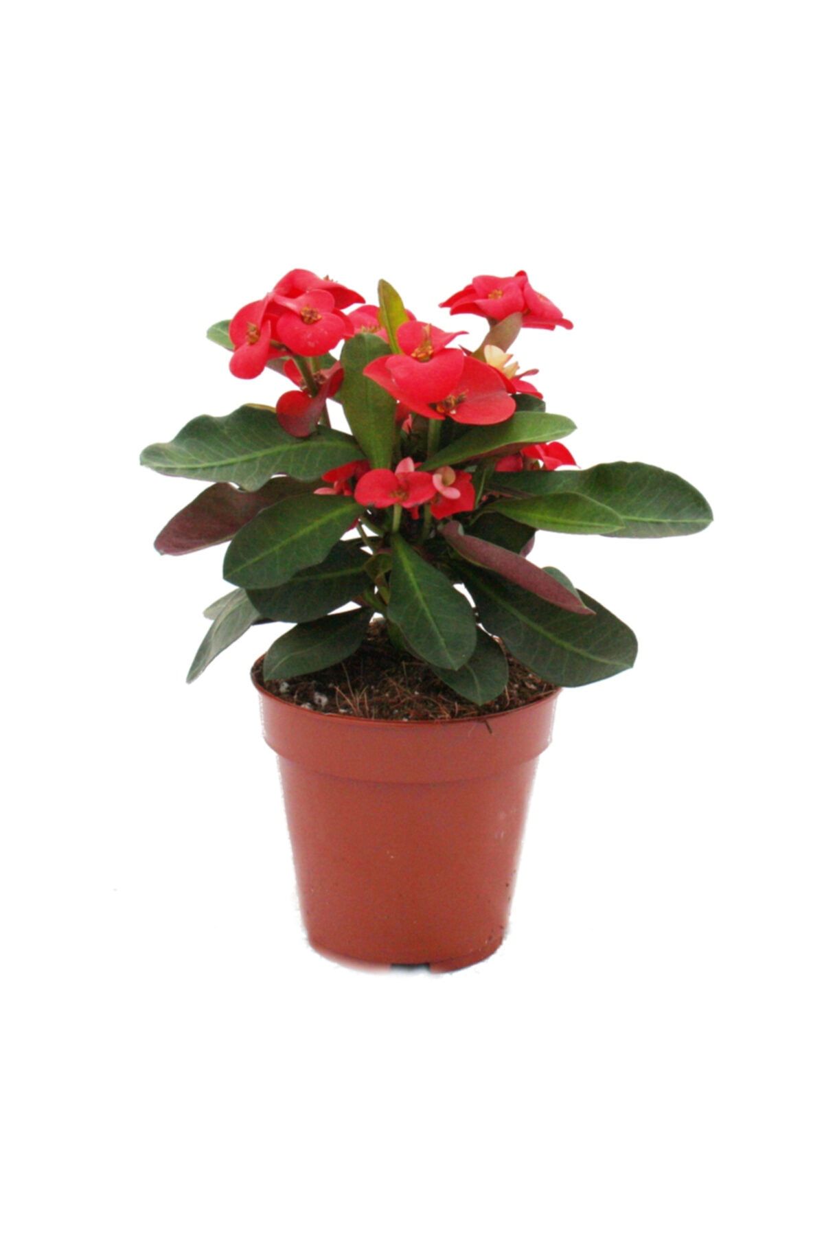 fidanistanbul Euphorbia Milii Dikenler Tacı Kaktüsü Saksıda
