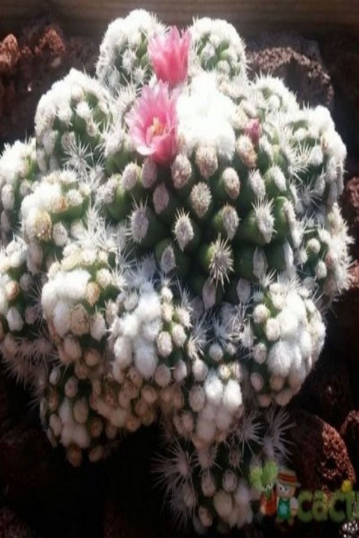 Efidancim Mammillaria Vetula Ssp. Gracilis Kaktüs Kartopu Kaktüs (bol Yavrulu 9 Luk Saksı)