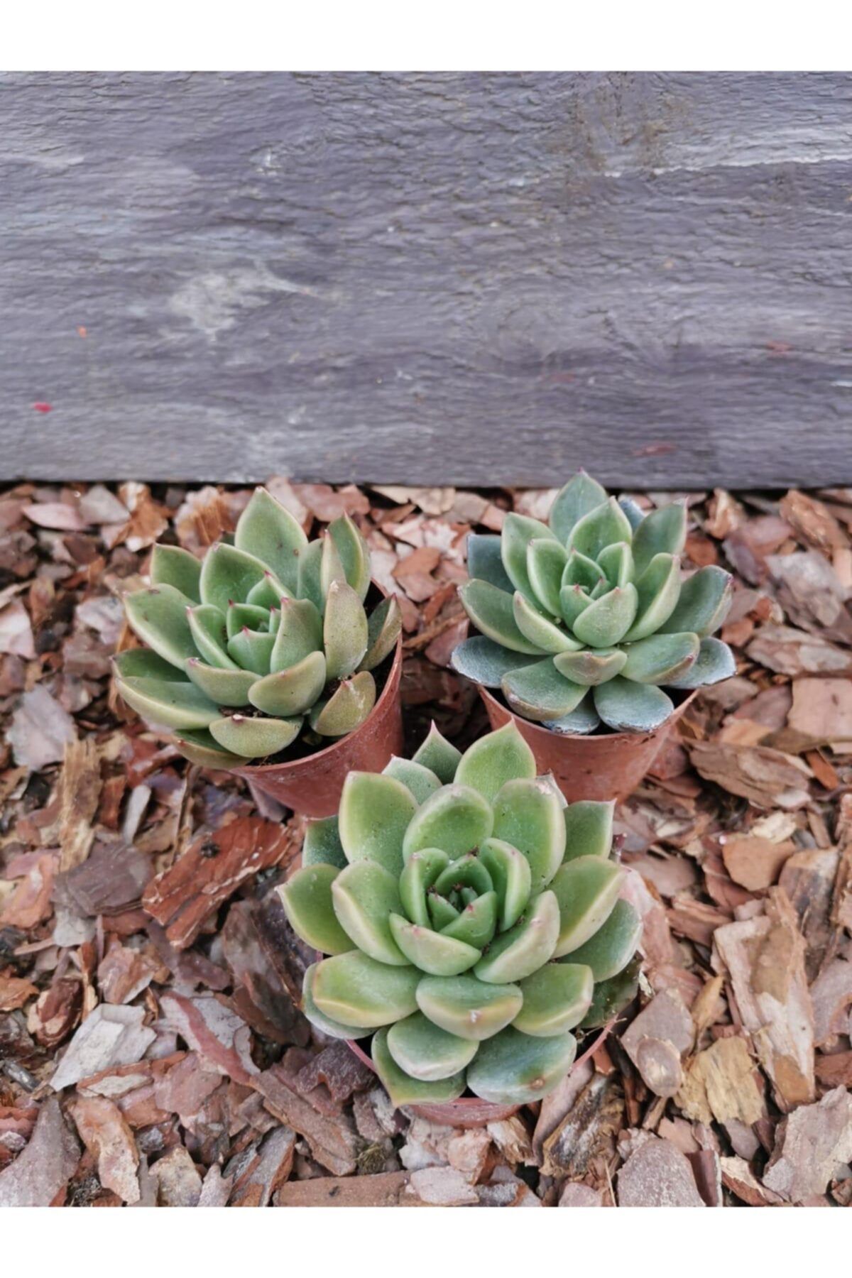 Durutasarım Echeveria Agavoides ‘mira’ Echeveria Agavoides 'prolifera' -ince Sert Yapraklı -5,5 Cm Saksıda