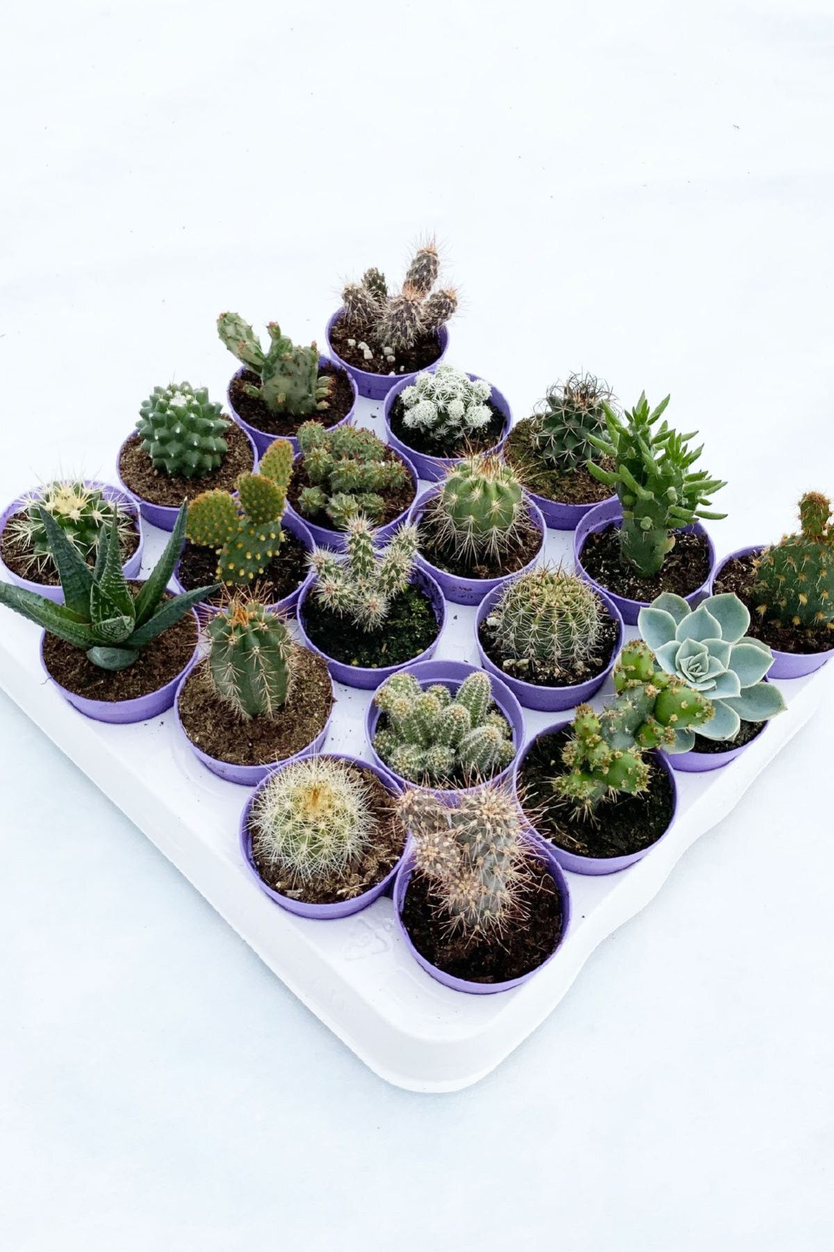 CACTUSMANİA 4+1 Adet Farklı Cins Kaktüs Yerli/ithal Karışık
