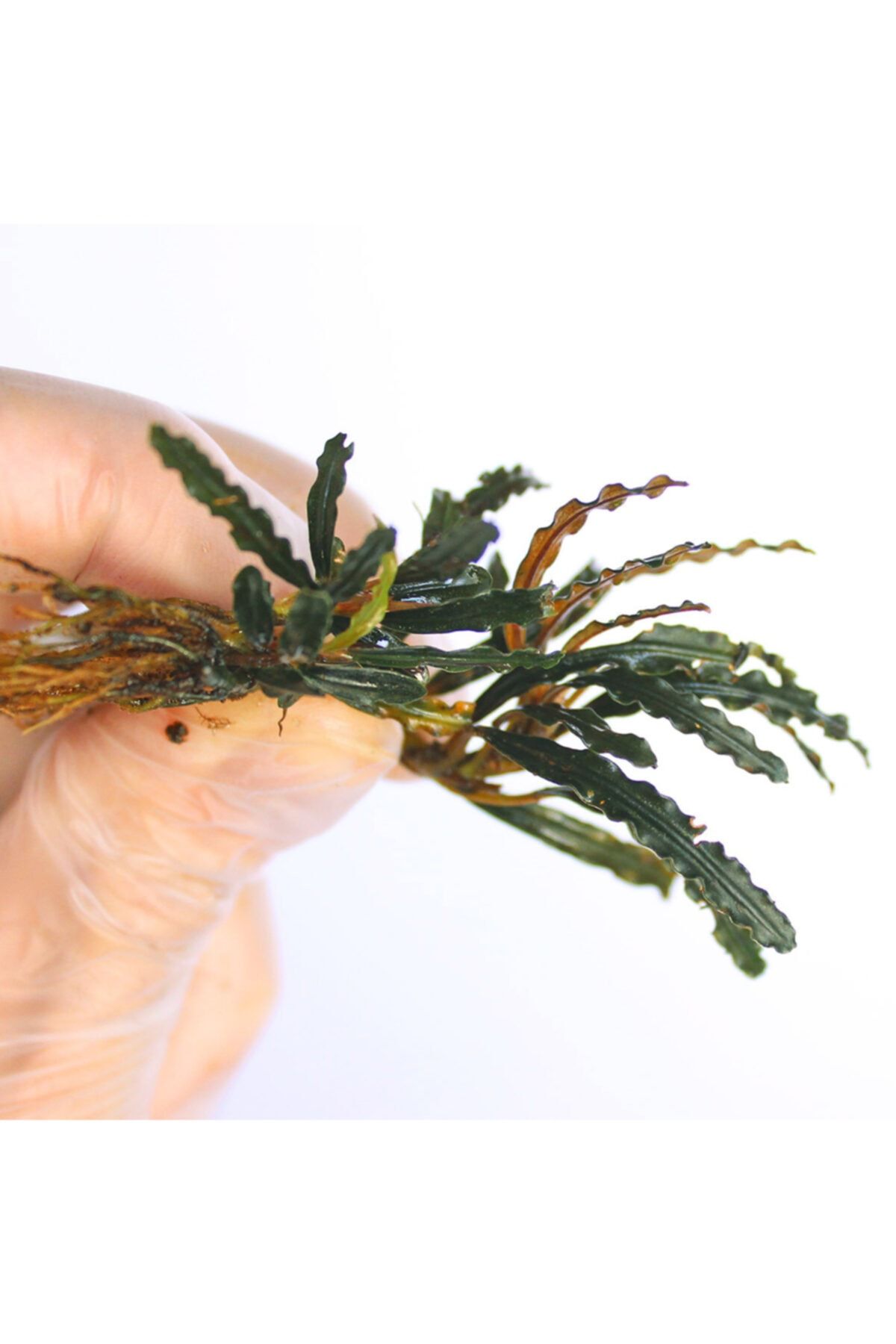 AquaDeep Bucephalandra Wavy Leaf Canlı Akvaryum Bitkisi