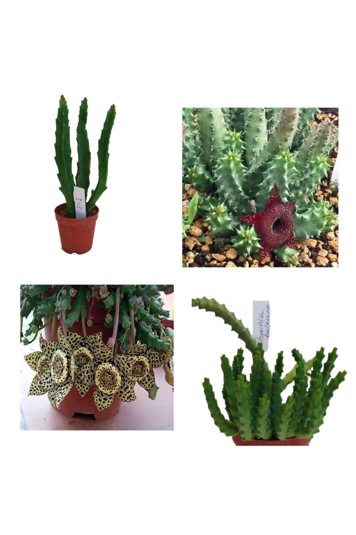 torubahce Leş Kaktüsü Hüernia Sc Hneideriana +stapelia-variegata Hüernia Boleana Huernia Boleona