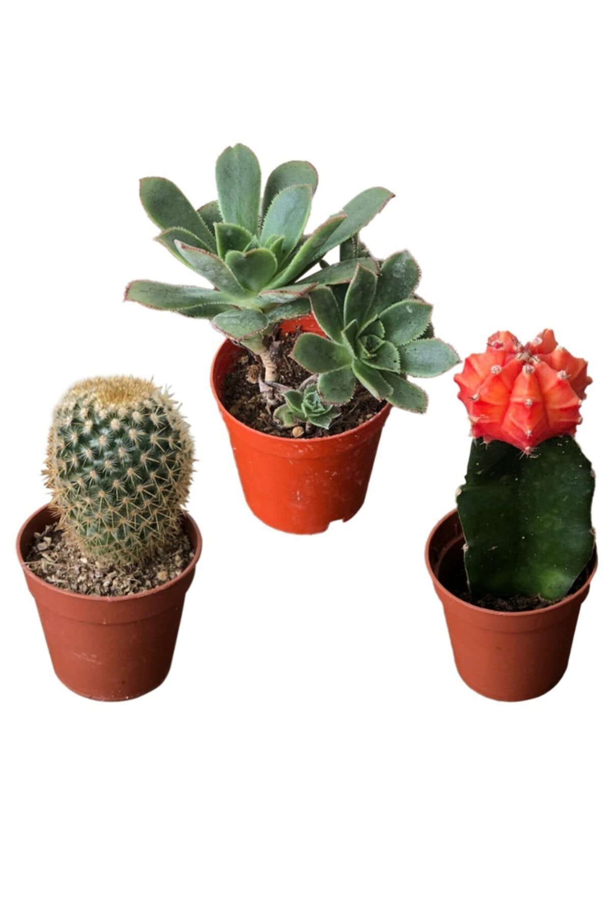SOcactus Mammillaria Bombycina & Gymnocalycium Mihanovichii & Aeonium Hawortii Kaktüs Sukulent