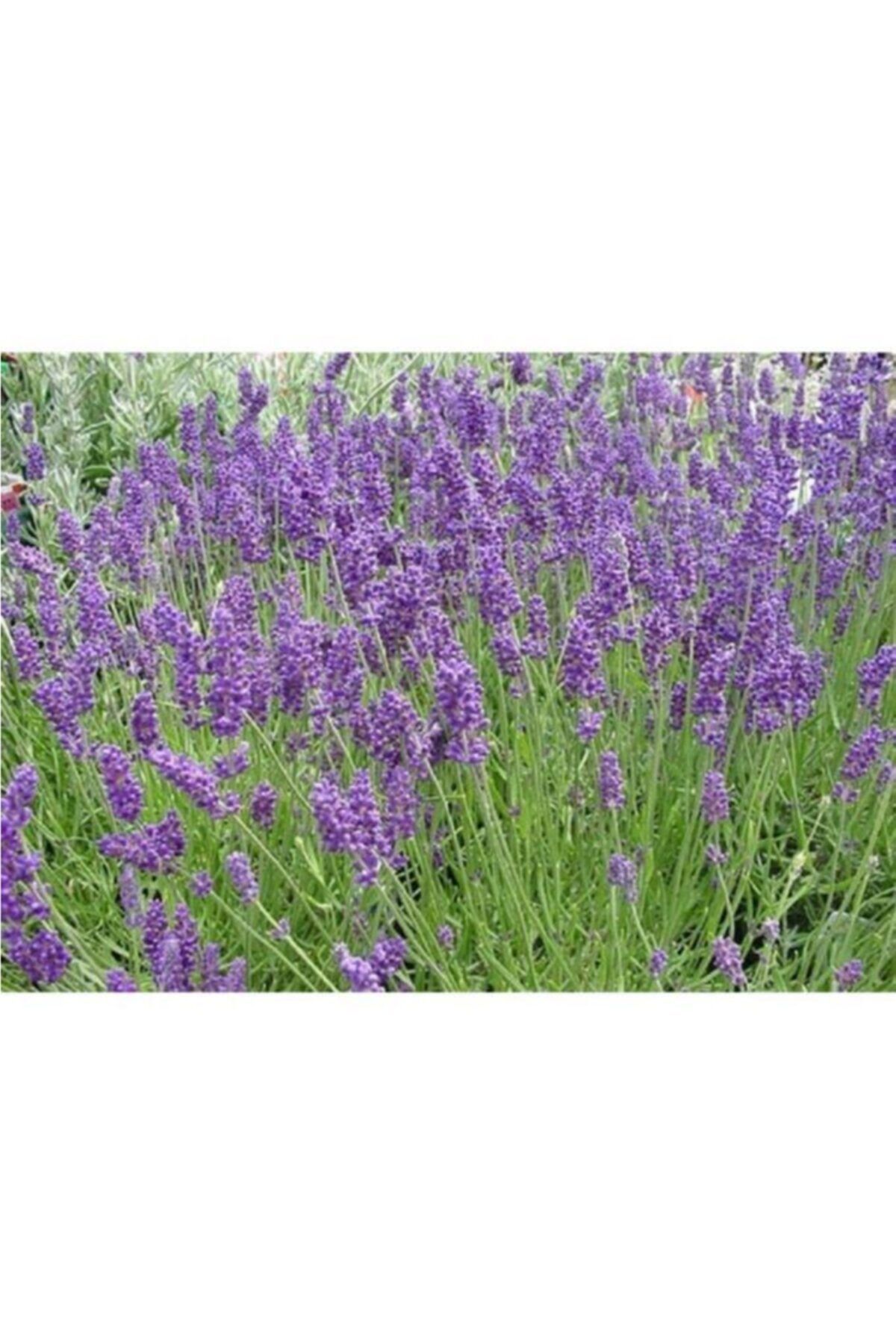 fidanistanbul Lavandula Angustifolia Hidcote Ingiliz Lavantası Fidanı, Saksıda
