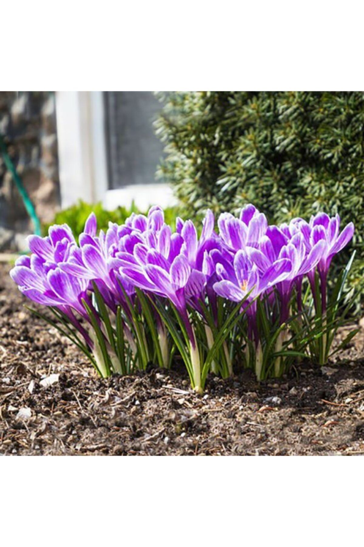 OXE GARDEN Safran Çiçeği Soğanı 10 Adet Orjinal Mis Kokulu Soğan Ev Bahçe Için Ideal En Uygun Fiyat