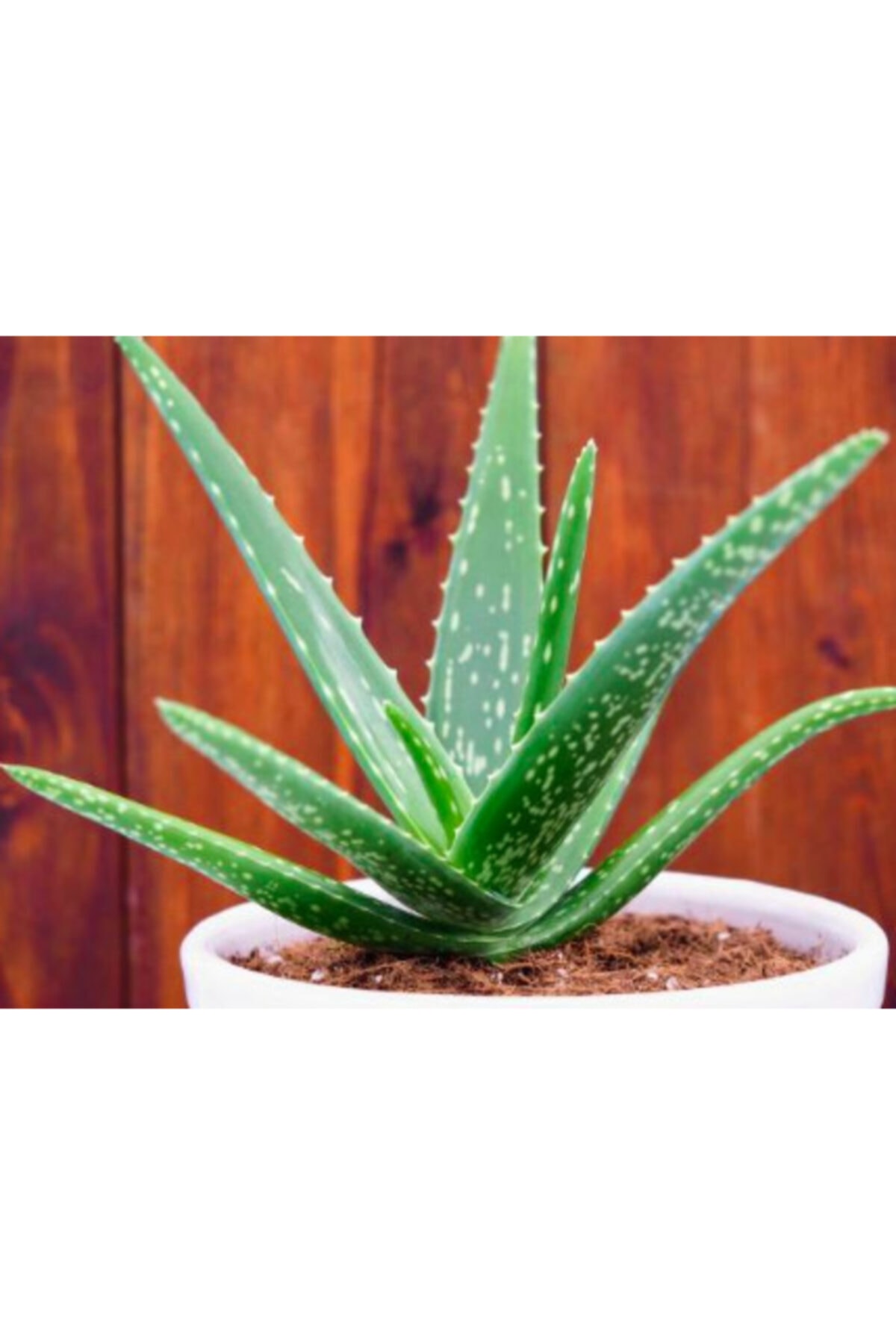 BERR BOTANİK PEYZAJ Aloe Vera Bitkisi