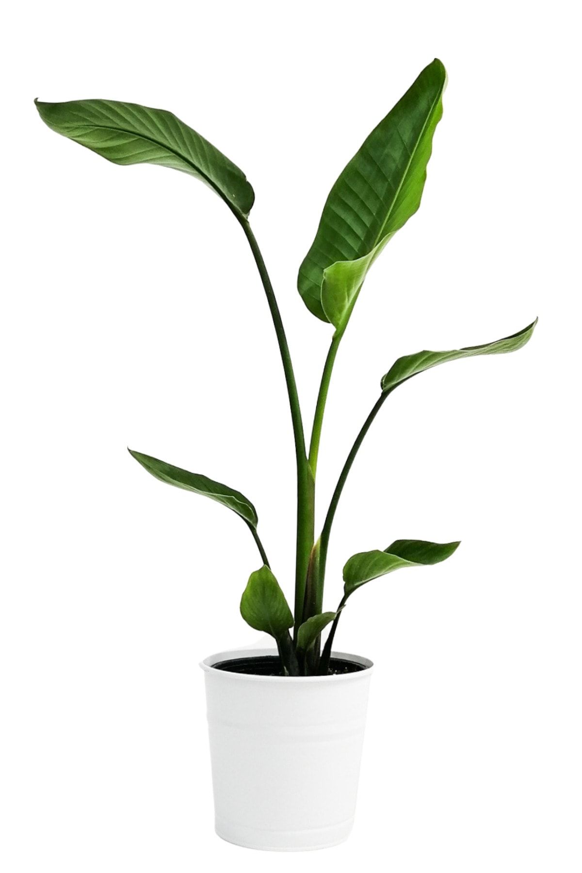 Fidanburada Beyaz Cennet Kuşu- Starliçya (strelitzia Nicolai) 80-100 Cm Dekoratif Saksılı Beyaz Saksılı