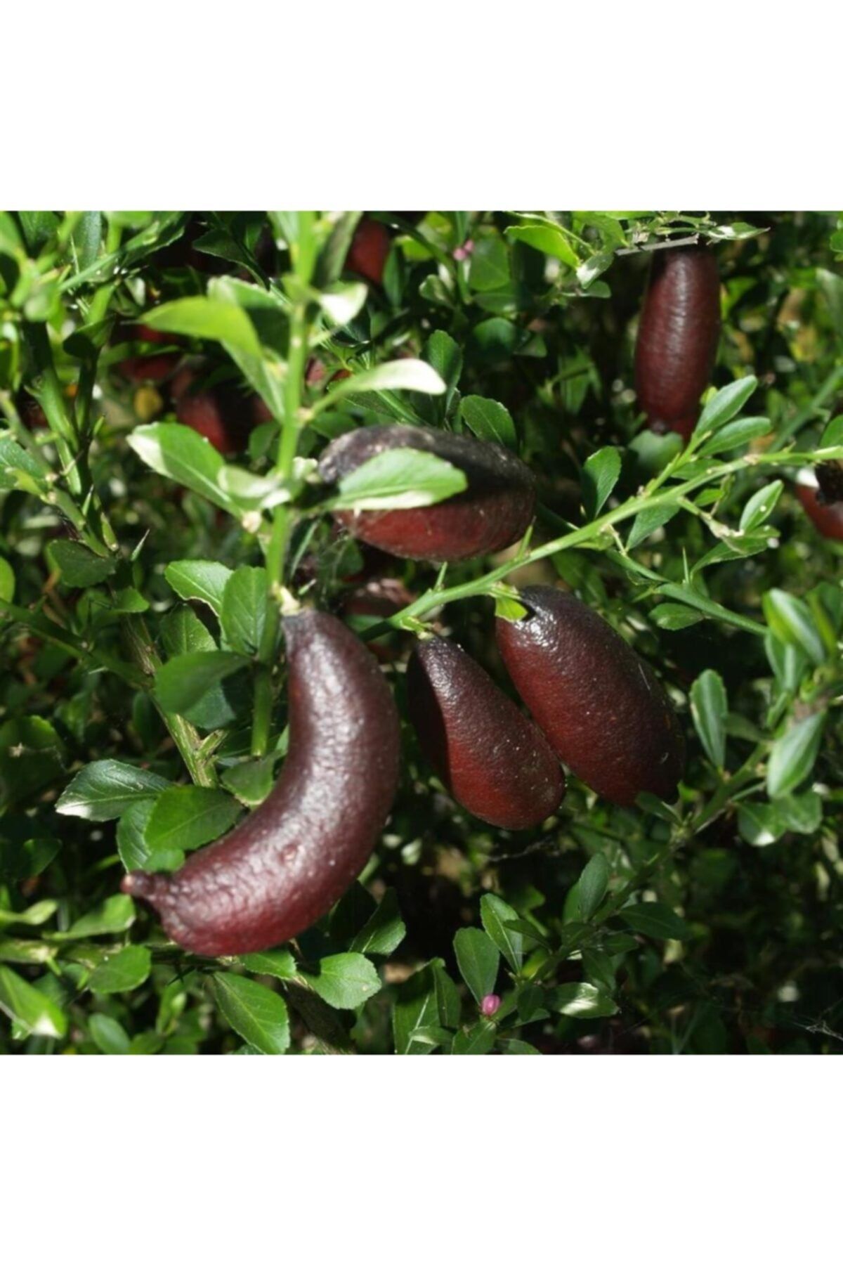 İdea Bahçe Tüplü Havyar Limon Mia Rose Finger Small Lime Fidanı