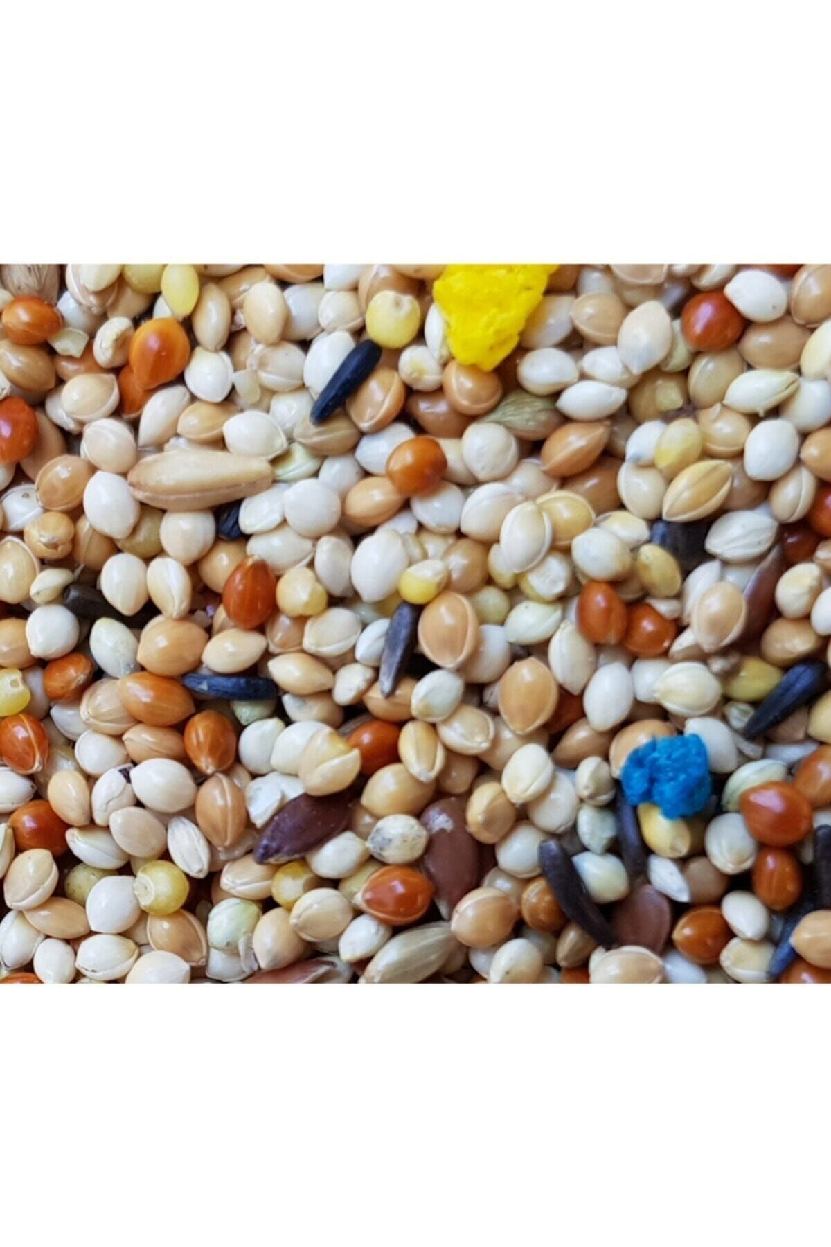 AQUASYNCRO 5kg Karışık Muhabbet Kuşu Yemi Meyveli