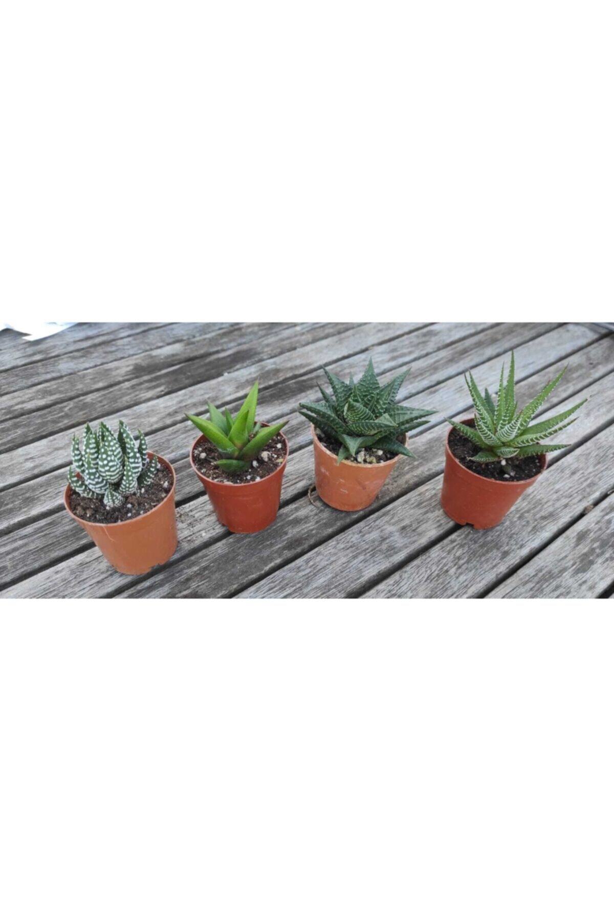 DİLEK DÜKKANI Haworthia Sukulent Kaktüs 4 Lü Set