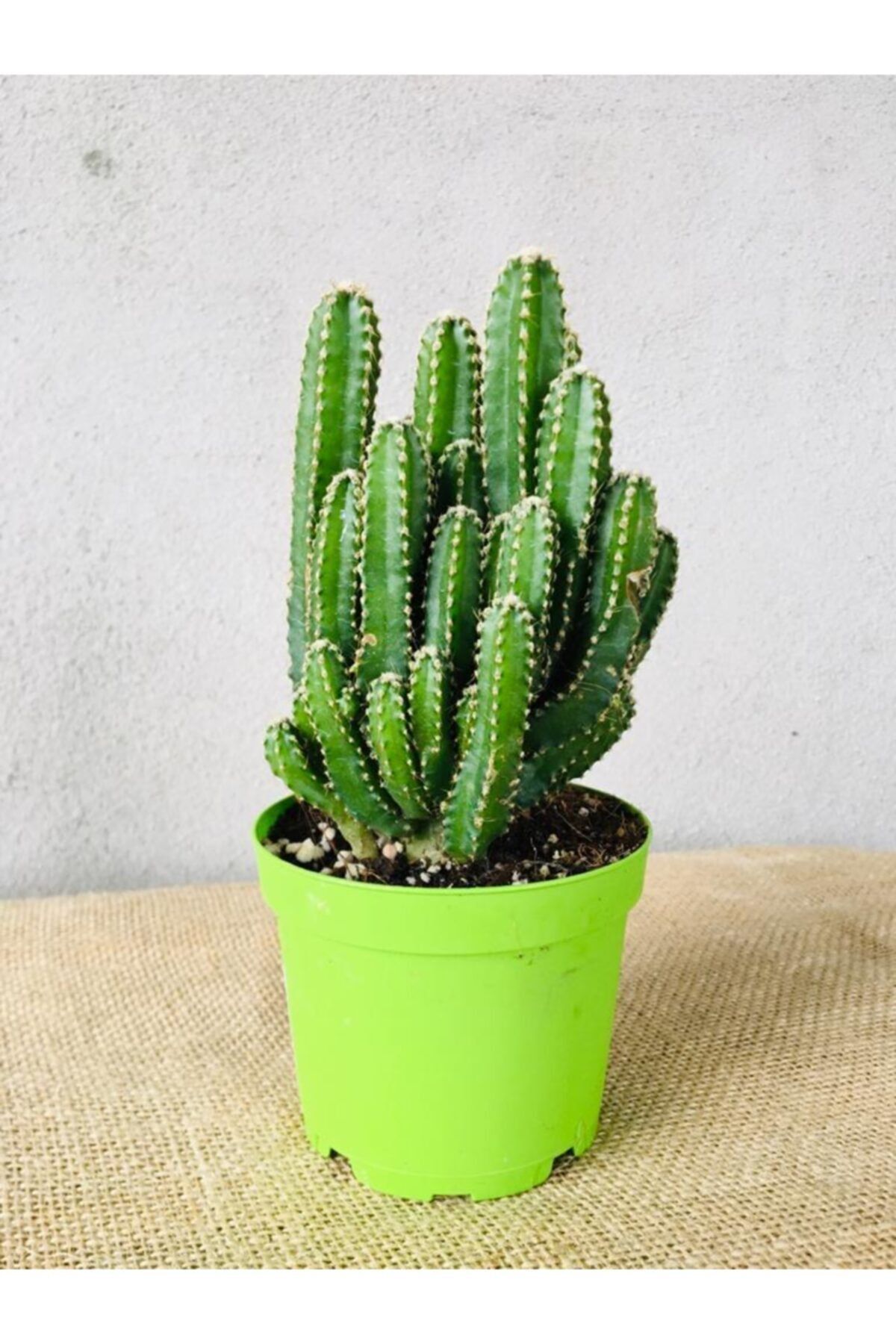 SUKULENTİSTANBUL Cereus Peruvianus -florida-radrasyon Emici Kaktüs