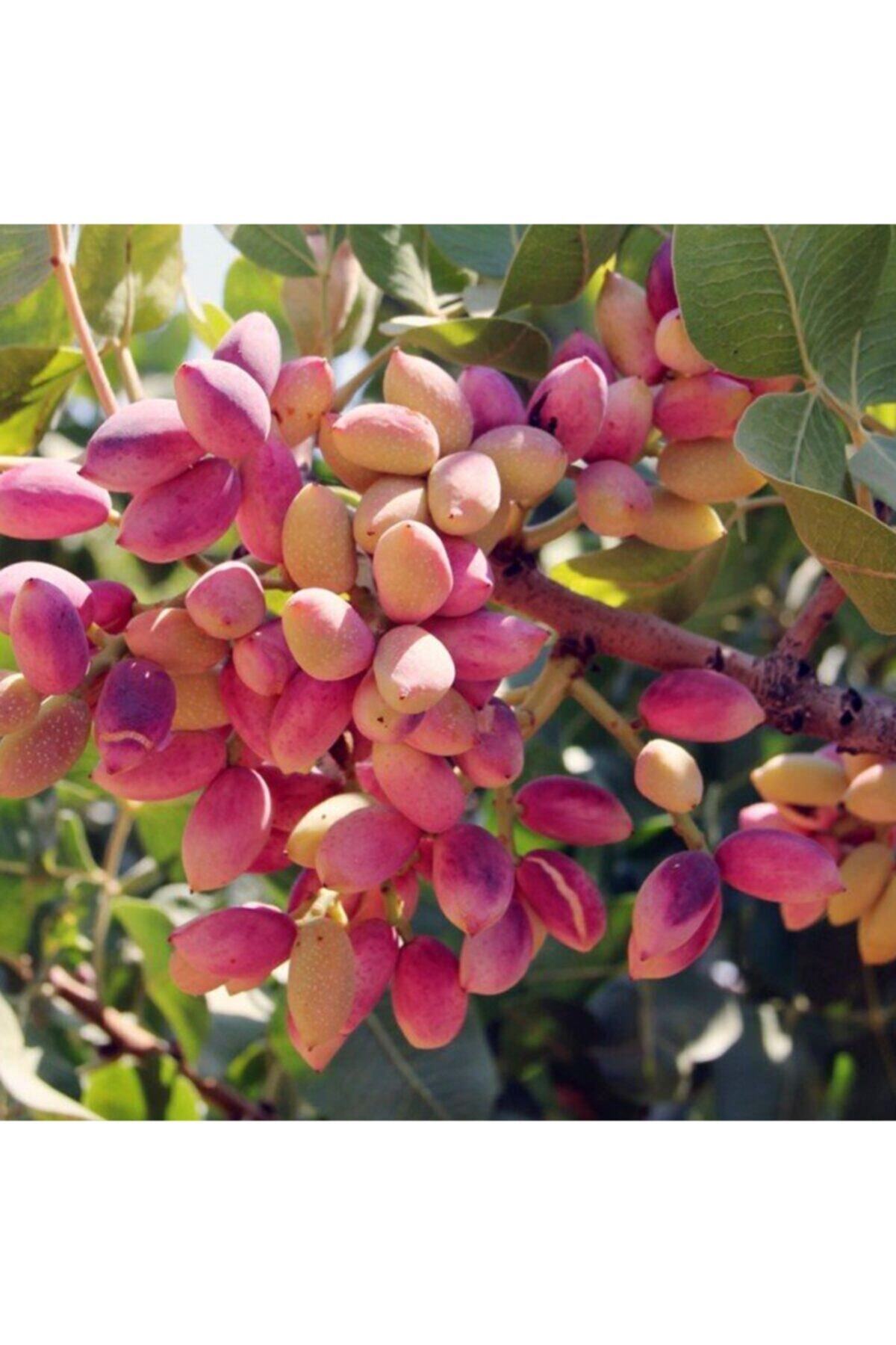 çilekdiyarii 1 Adet Siirt Antep Fıstığı Fidanı Tüplü Ve Garantilidir