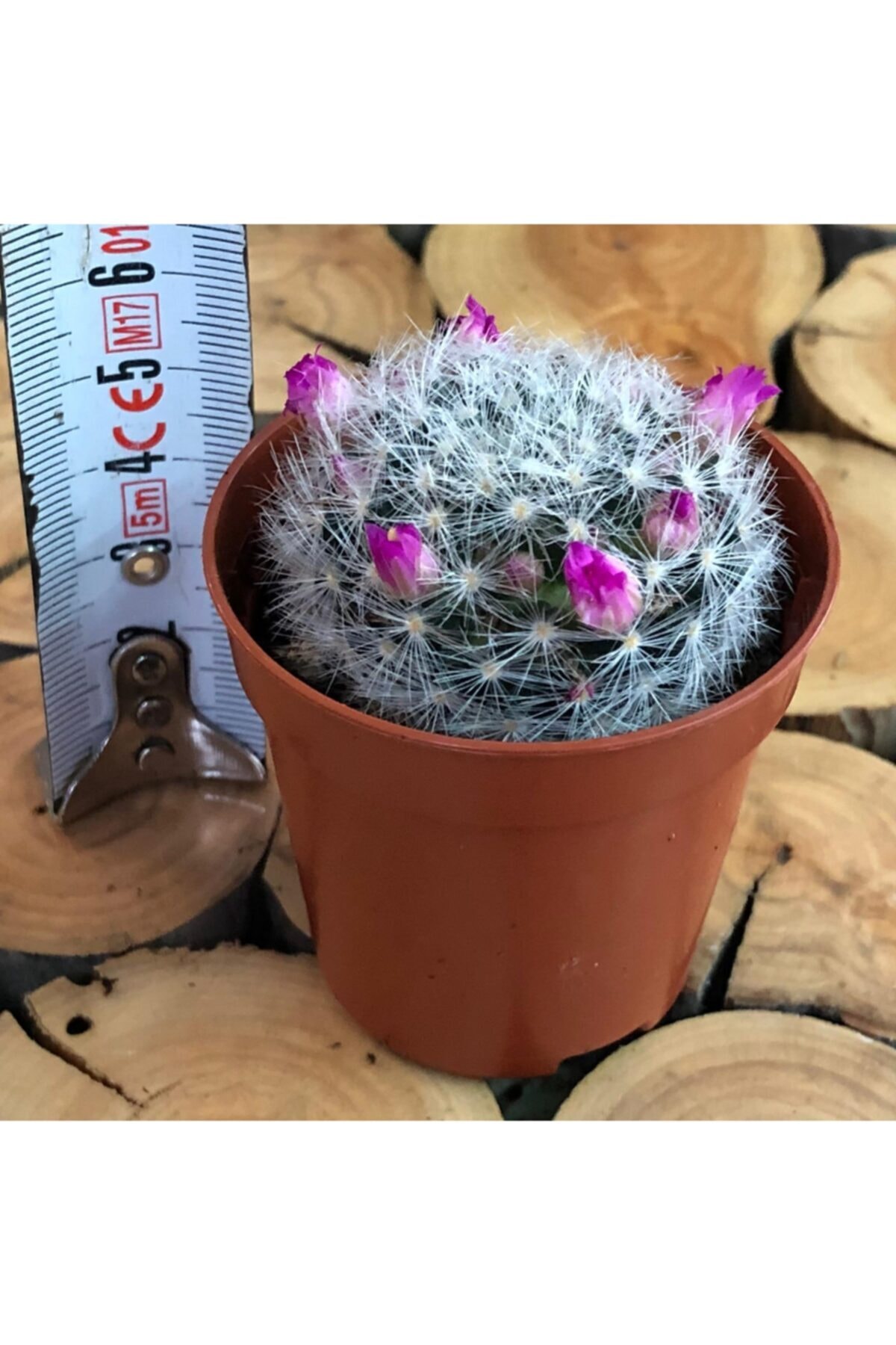 Özen Çiçekçilik Mammillaria Plumosa Beyaz Tüy Bol Pembe Çiçek Açan Kaktüs