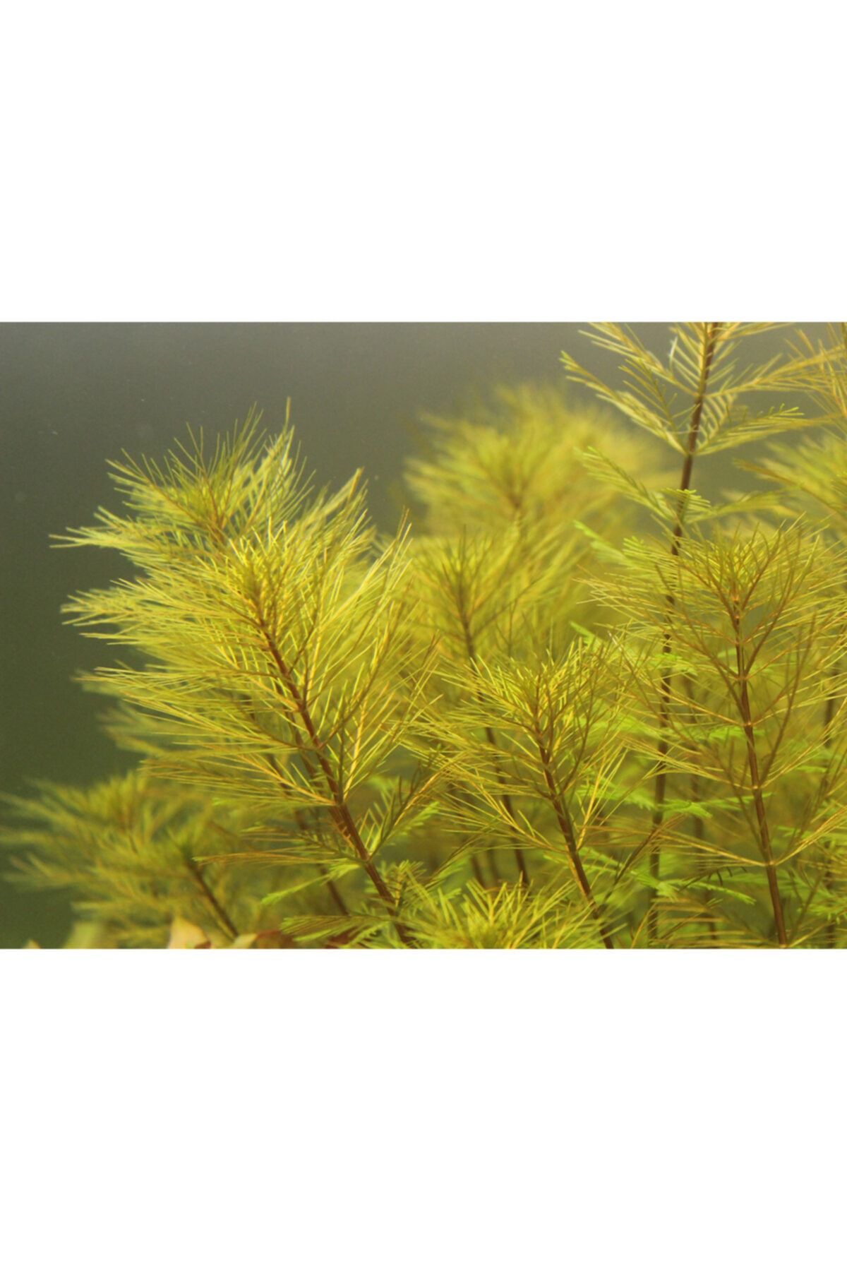 AquaDeep Myriophyllum Tuberculatum Akvaryum Canlı Bitki 1 Bağ 8-10 Kök