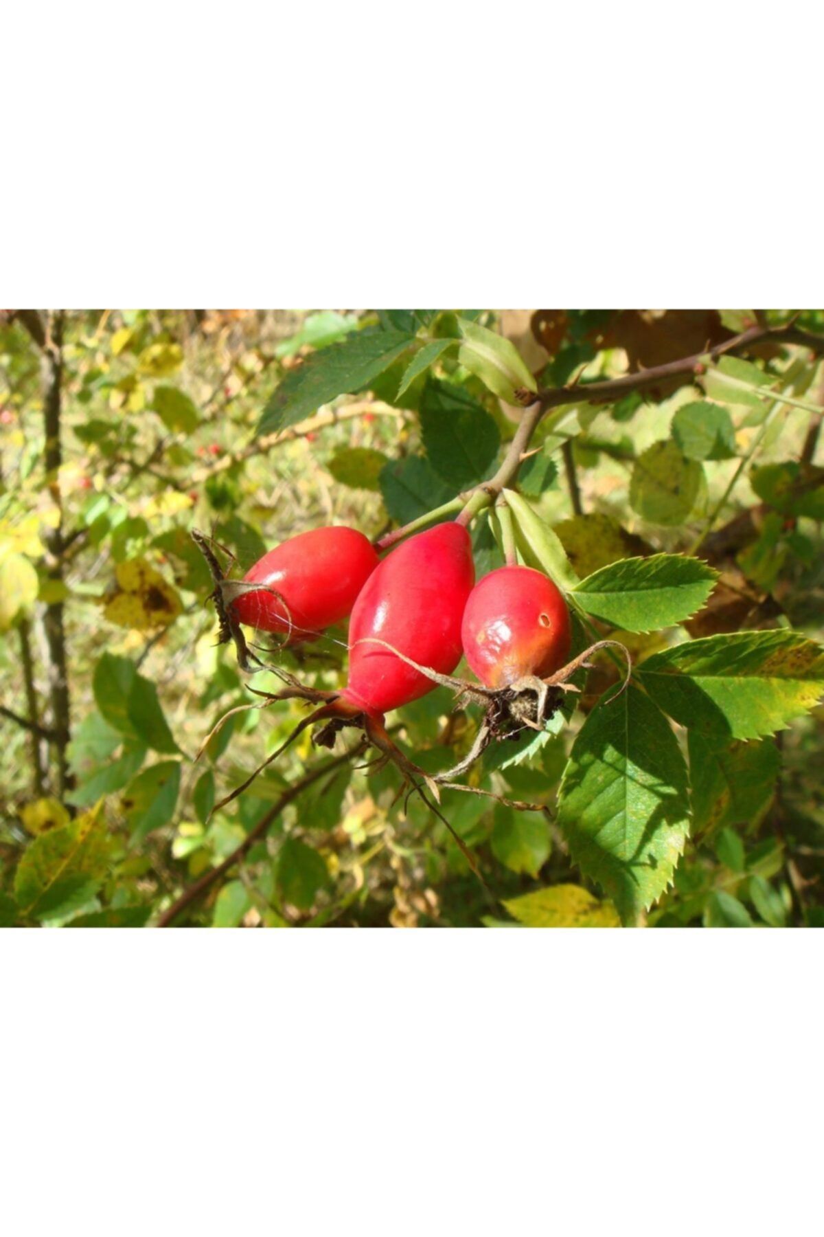 fidanistanbul Rosa Canina Inermis Dikensiz Kuşburnu Fidanı, 30-40, Saksıda
