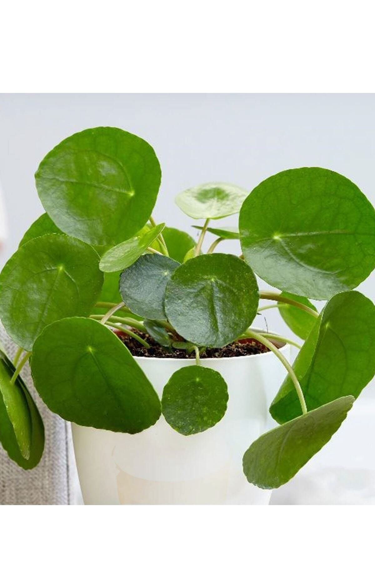 heryerbitki pilea para cicegi ev bitkisi saksi cicekleri fiyati yorumlari trendyol