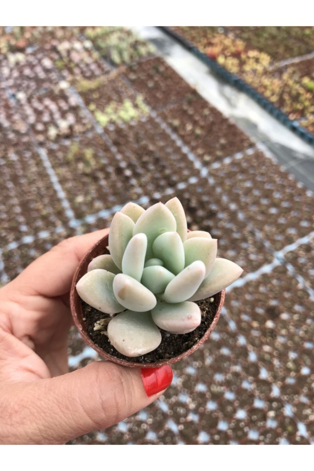 ünal kaktüs Graptoveria Opalina