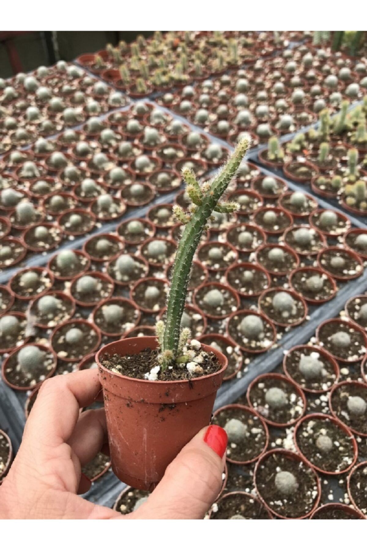 ünal kaktüs Rhipsalis Baccifera Horrida
