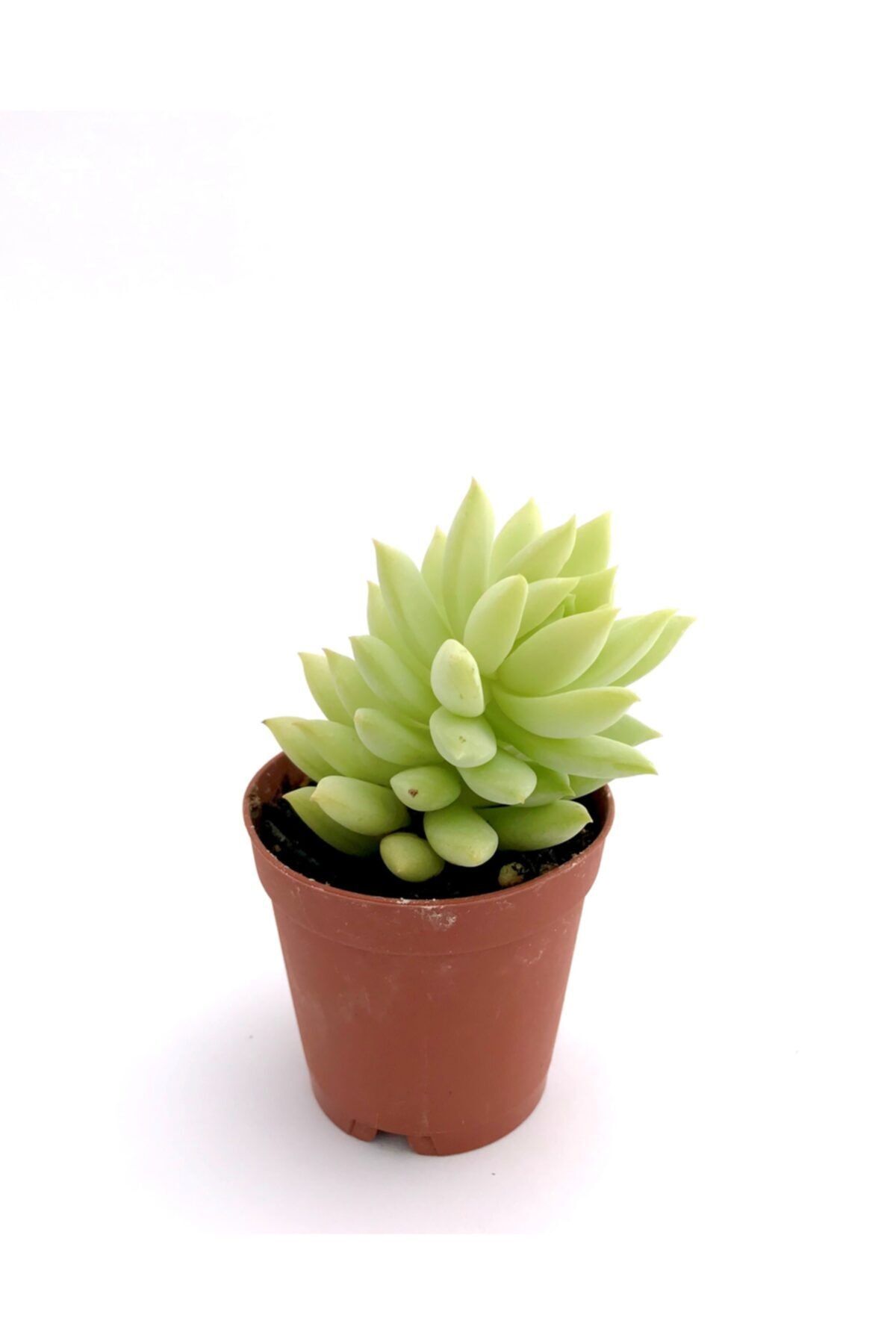 ünal kaktüs Sedum Morganianum