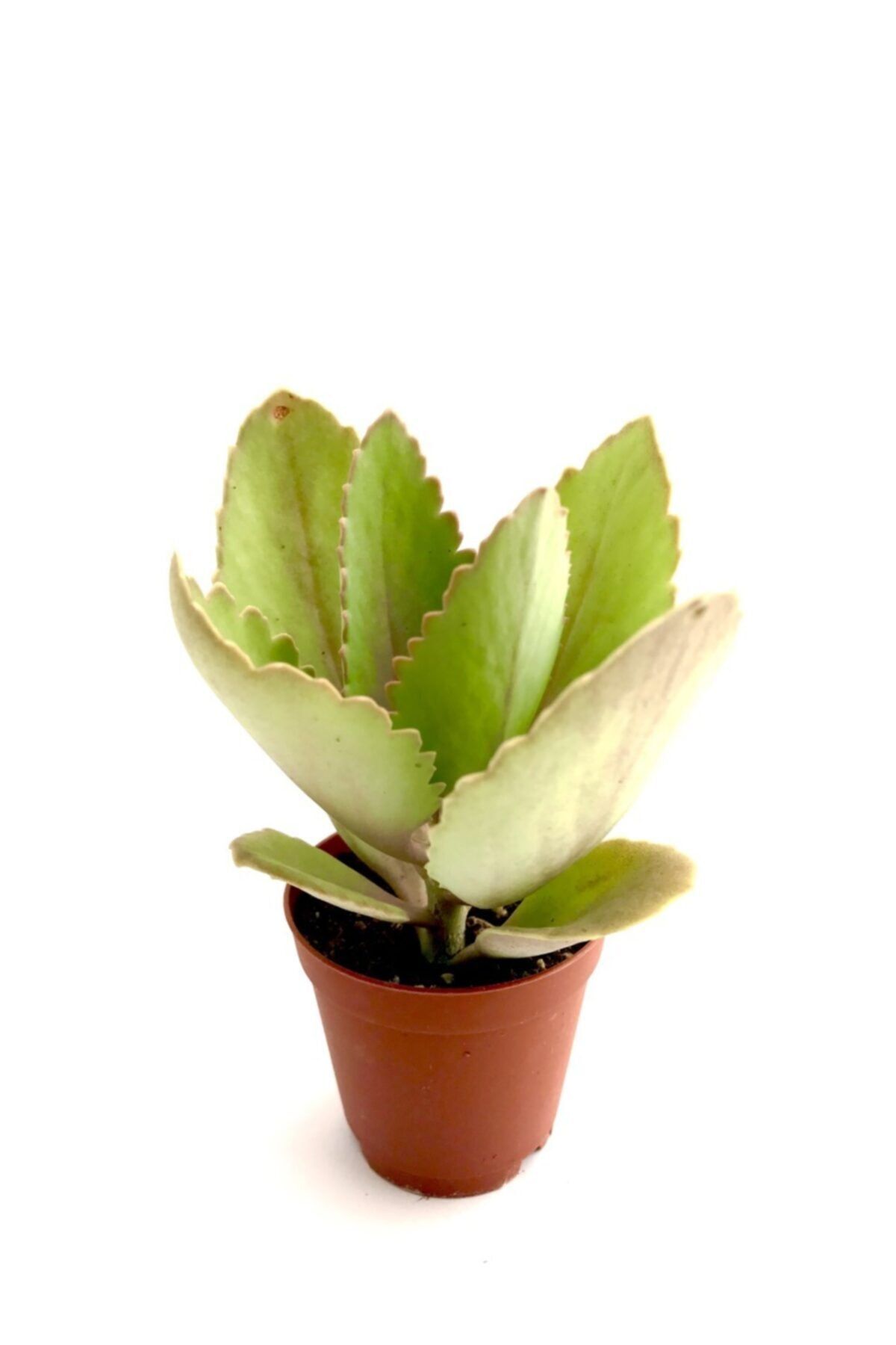 ünal kaktüs Kalanchoe Faustii