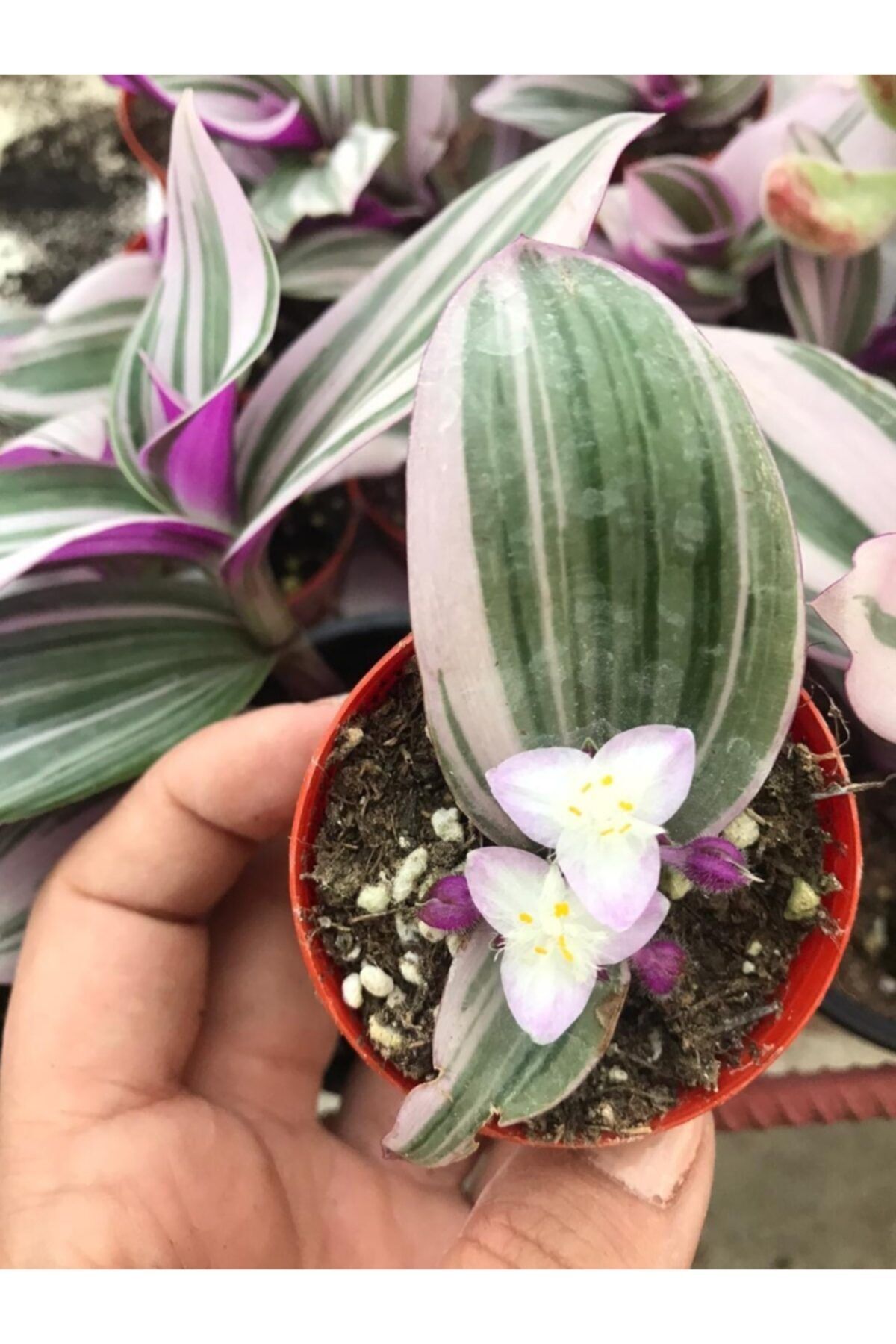 ünal kaktüs Tradescantia Fluminensis Variegata Lilac (sukulent)