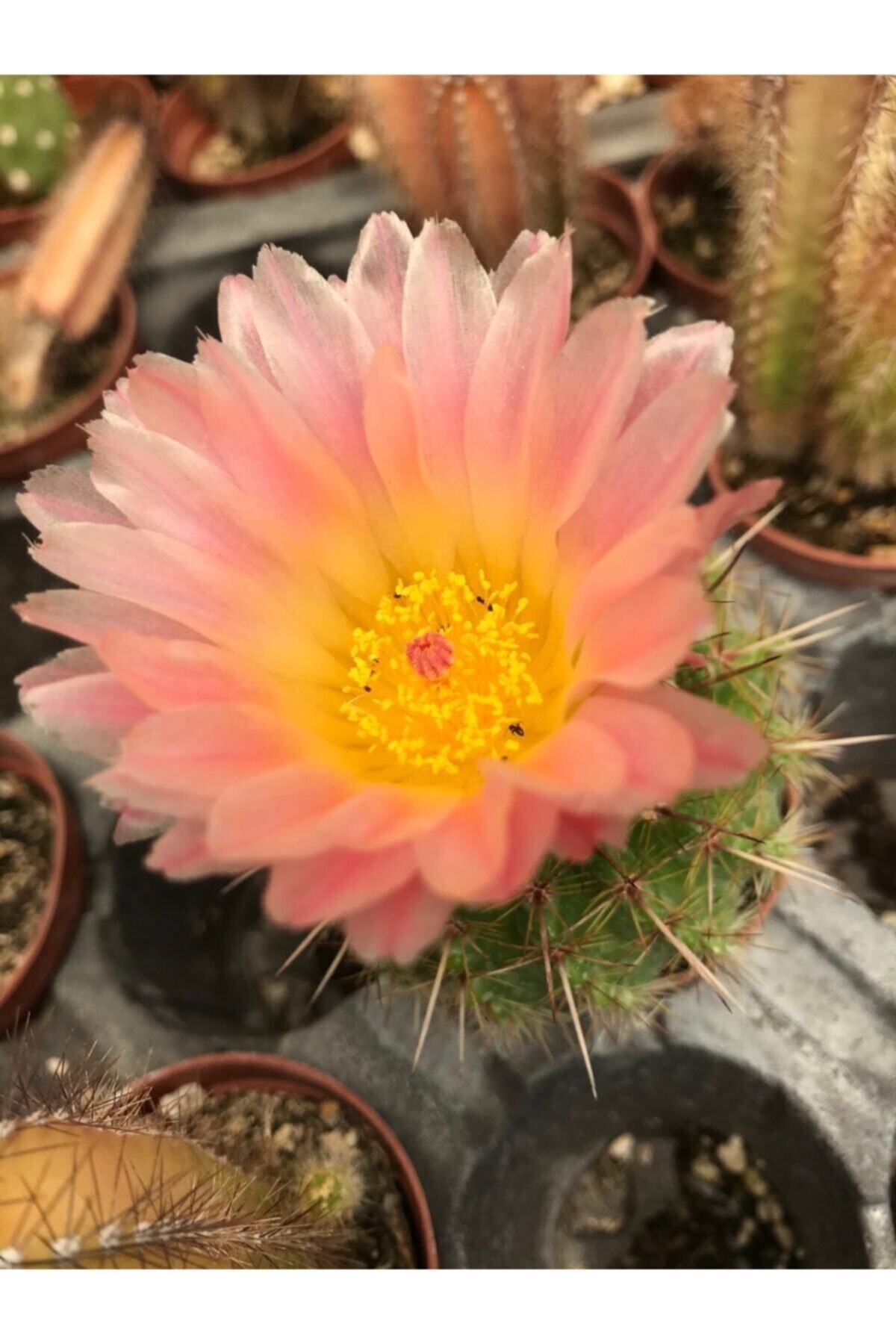 ünal kaktüs Notocactus Mammulosus (KAKTÜS)