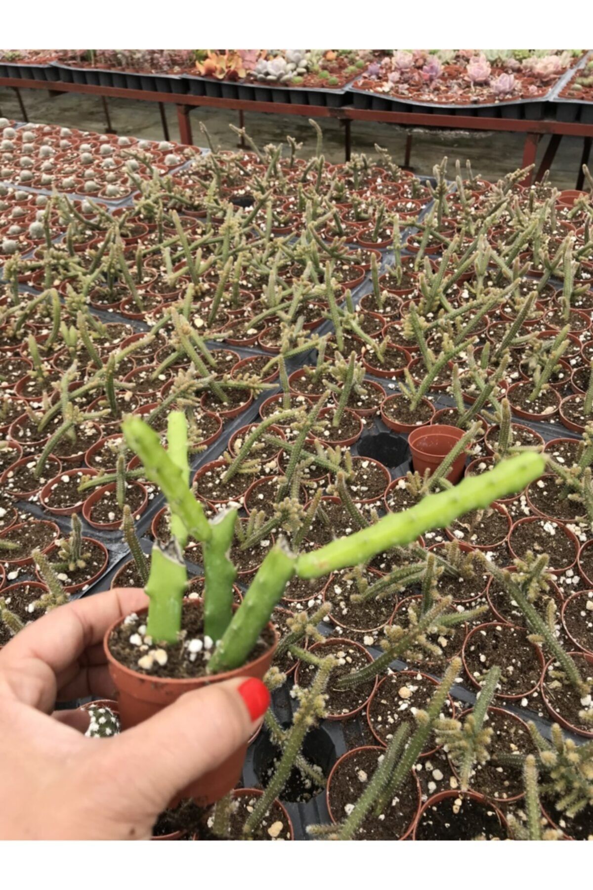 ünal kaktüs Heliocereus Aurantiacus (ince Atlas) Kaktüs