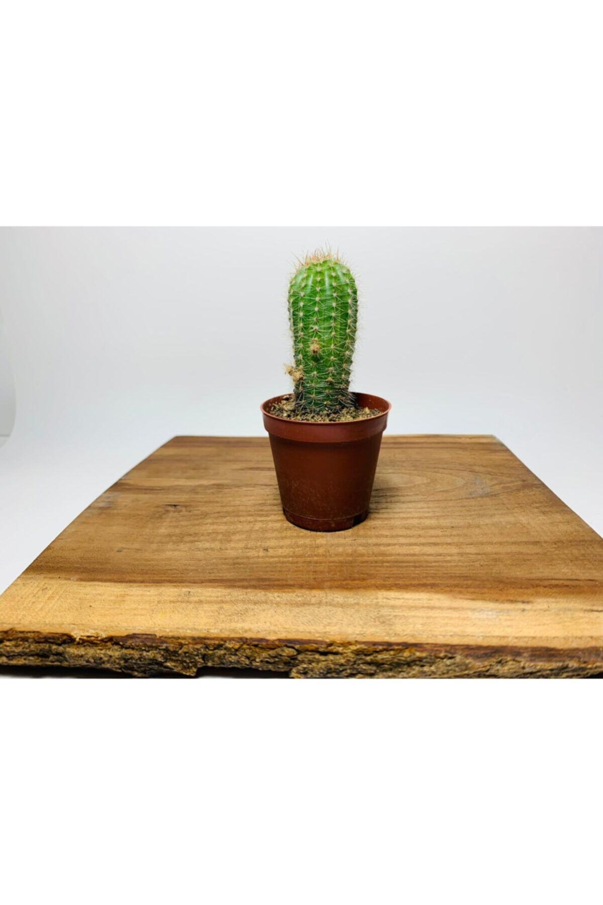 foliumbotanik Echinopsis Spachiana