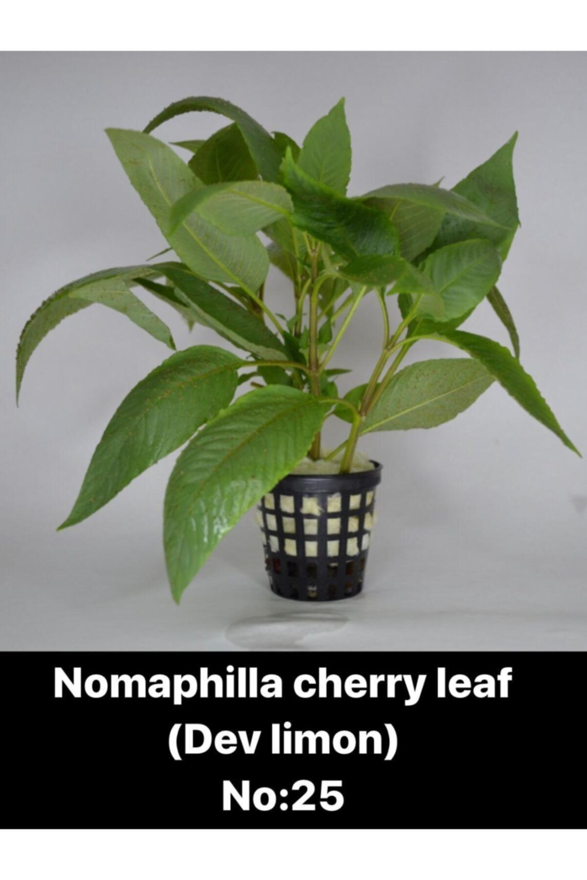petdoor Nomaphilla Cherry Leaf (dev Limon) Canlı Akvaryum Bitkisi